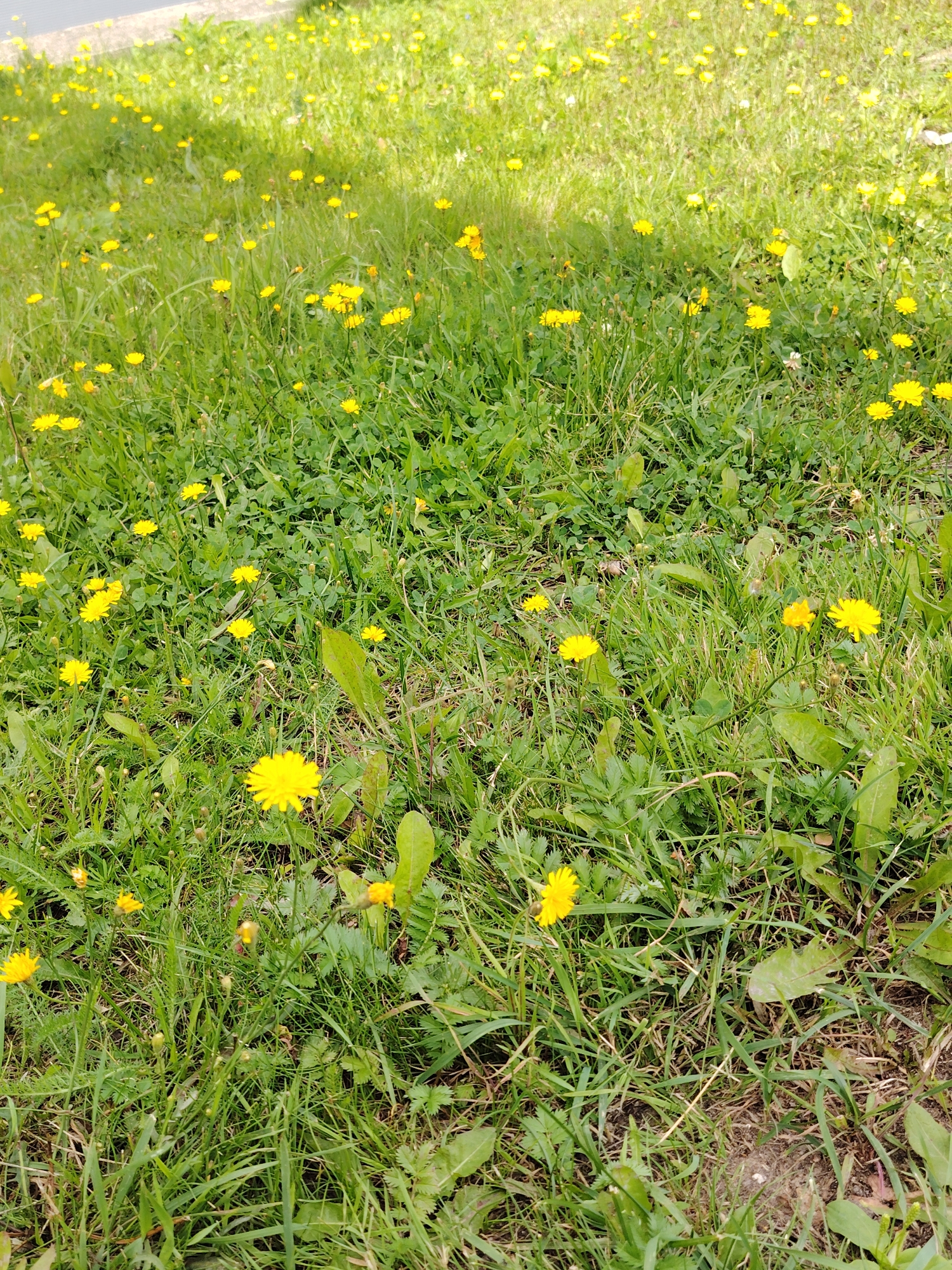 A close-up, eye-level shot captures a grassy field dotted with numerous yellow dandelions. The scene is bathed in bright sunlight, creating a vibrant and natural setting. The grass is lush and green, with some taller blades interspersed with clover and other low-lying plants. The dandelions, in various stages of bloom, are scattered throughout the field, adding splashes of yellow to the verdant landscape. Some dandelions are fully open, while others are still buds or have gone to seed. The background is a blur of green and yellow, suggesting a larger expanse of the same terrain. The overall impression is one of a serene and picturesque outdoor environment, likely a park or a meadow. The image is devoid of any human presence or man-made structures, emphasizing the natural beauty of the scene.