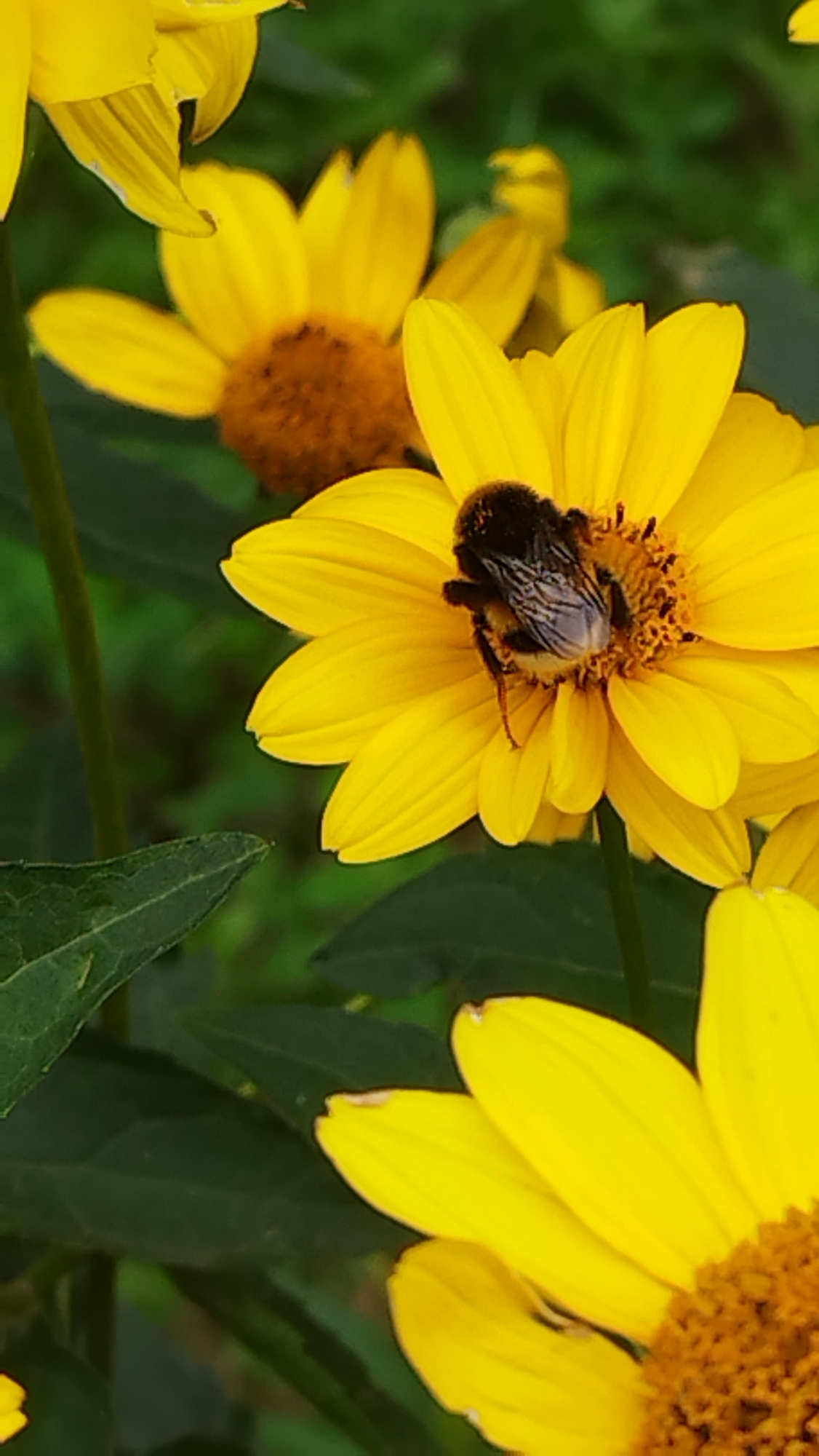 A bumblebee is collecting pollen from a bright yellow daisy. The daisy's petals are long and slender, and its center is a fuzzy brown disk. The bee is fuzzy and black and gray, with its back legs laden with pollen. In the background, other yellow daisies and green foliage are visible, suggesting an outdoor setting. The image is taken at a shallow depth of field, with the bee and the daisy in sharp focus, while the background is blurred. There are no people visible in the image. The scene is likely in a garden or park in Stary Oskol, Russia, where such flowers and insects are common during warmer months.