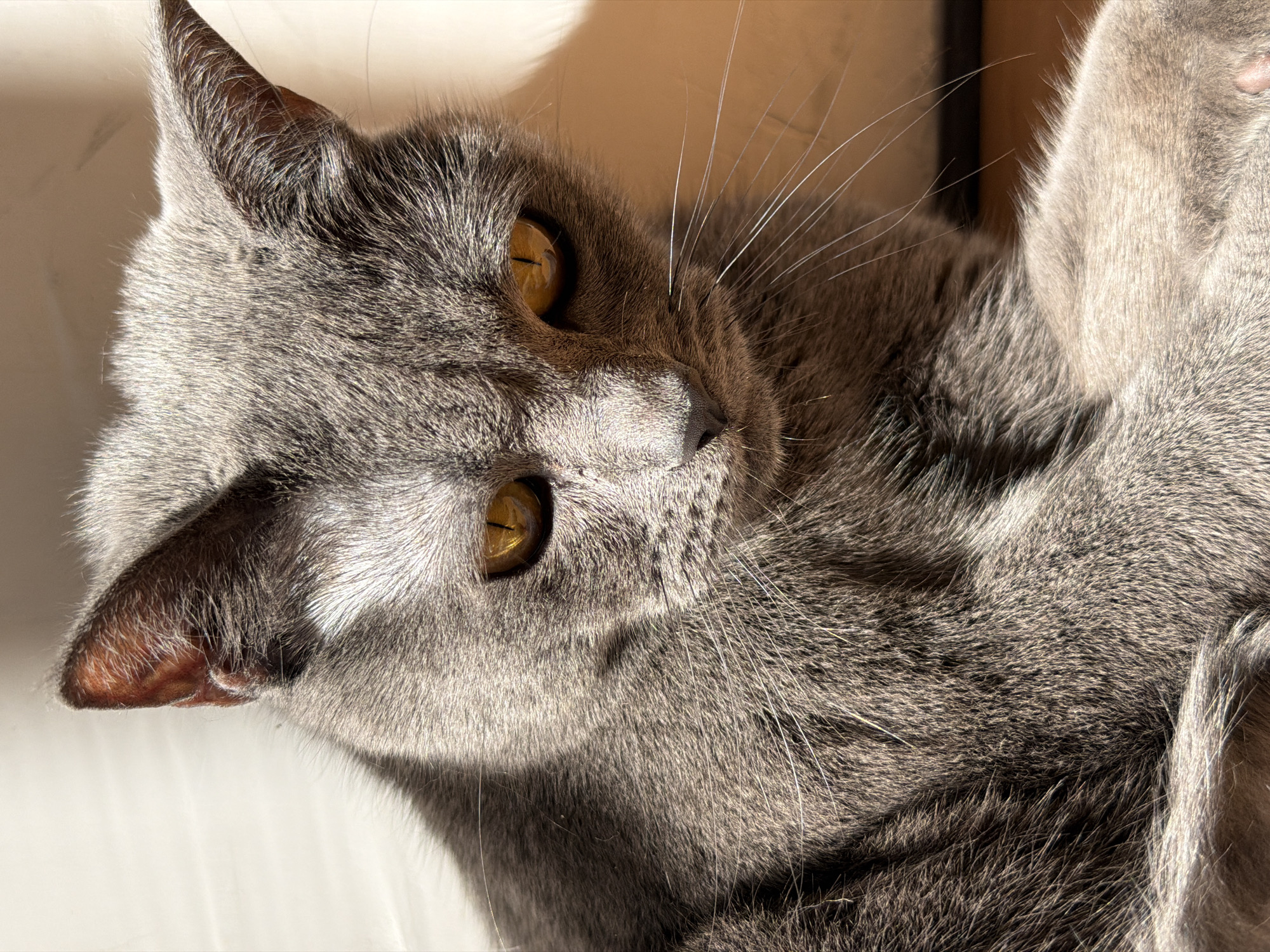A close-up, eye-level shot captures a domestic shorthair cat with gray fur and striking yellow eyes. The cat is lying down, with its head tilted slightly downwards, bathed in bright sunlight casting distinct shadows across its face and fur. The background appears to be an indoor setting with a light-colored wall and a floor that is out of focus. The cat's whiskers are prominent, extending outwards. There is no indication of Cheltuitori, Moldova in the image.