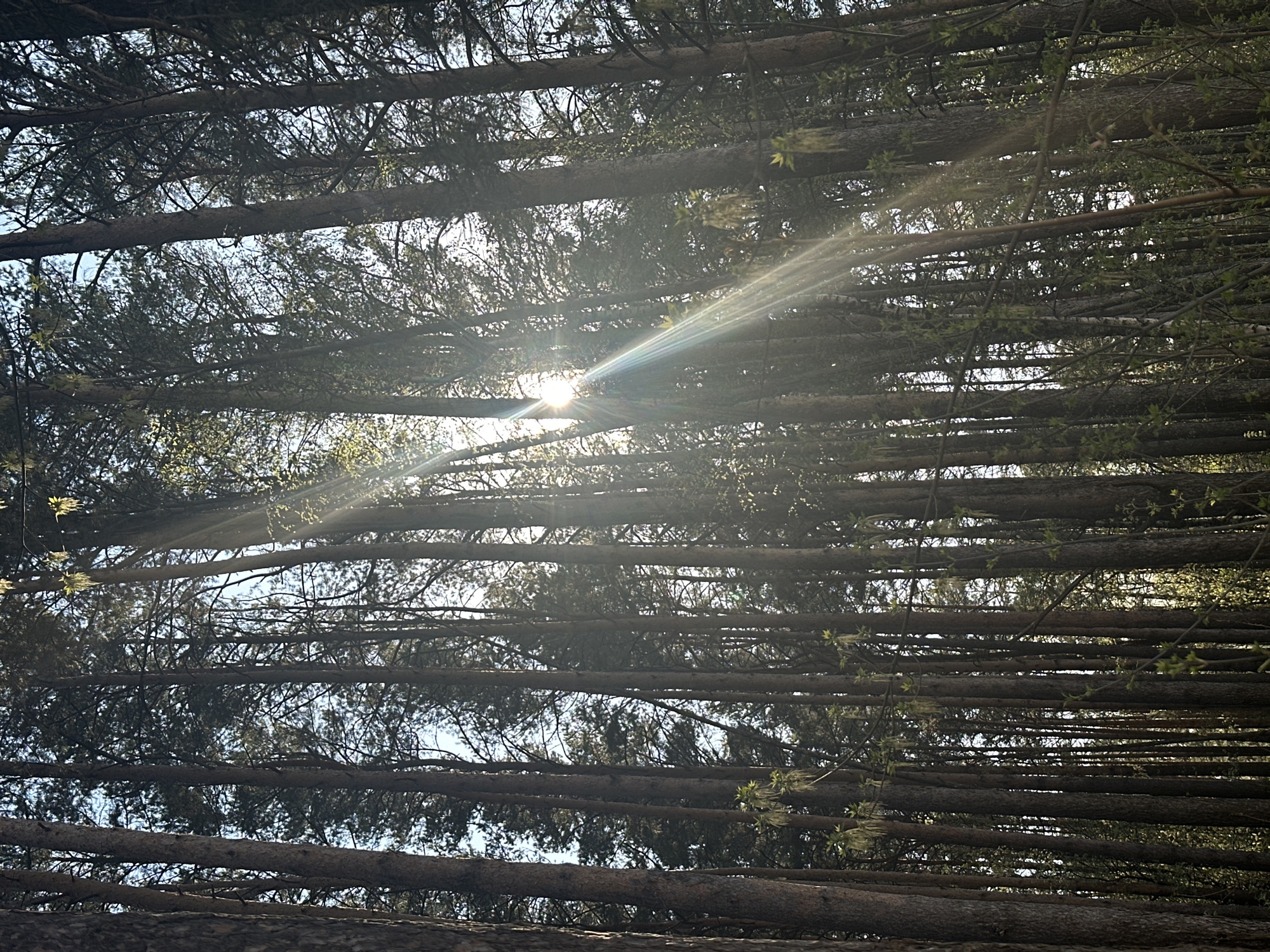 The image depicts a view looking upwards through a dense forest canopy. Numerous tall, thin tree trunks stretch towards the top of the frame, creating a strong linear pattern. Sunlight streams through the gaps between the branches, creating a bright spot in the center of the image. The location is the city of Chaikovsky, Russia.