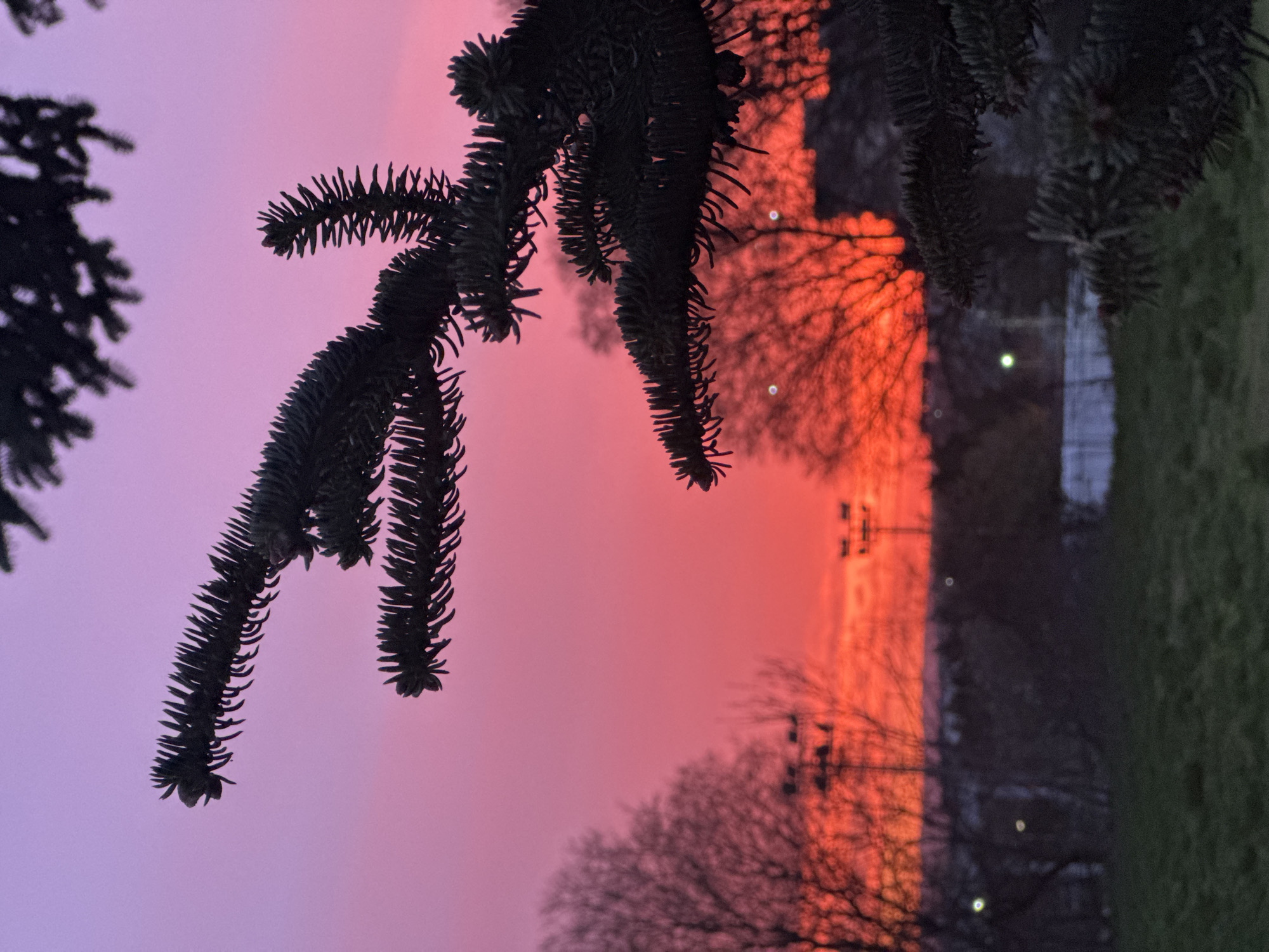 The image depicts a landscape oriented scene, appearing to be taken outdoors during dusk or dawn. The sky is a gradient of pinks and reds, suggesting a sunrise or sunset. The foreground is dominated by silhouettes of coniferous tree branches. In the background, the silhouettes of bare trees are visible, along with glimpses of a structure, possibly a building or a fence, with some artificial lights. The right side of the image shows a patch of green, likely grass. The image location is speculated to be Varna, Bulgaria, based on prompt context.