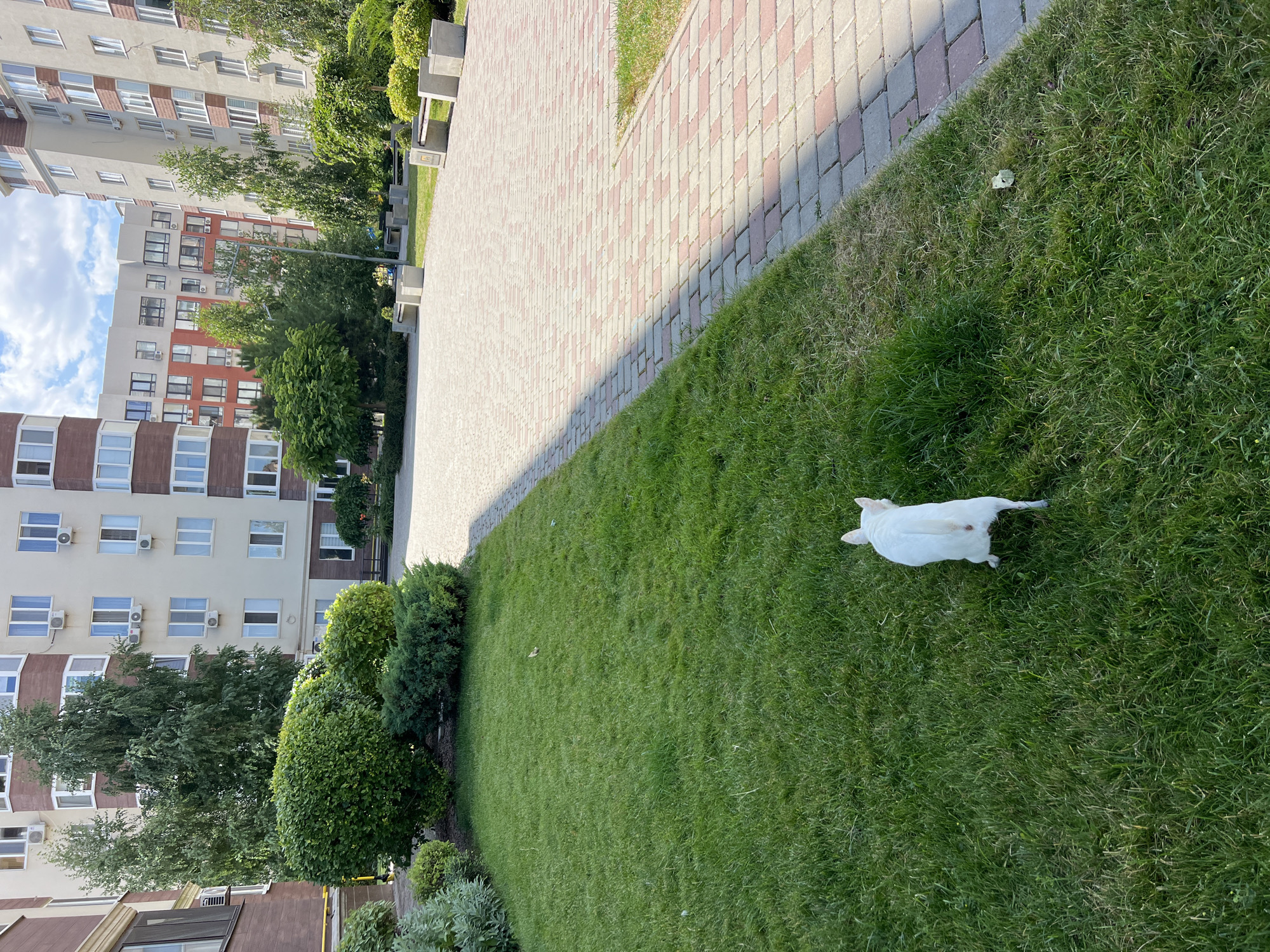 A white dog walks on a well-maintained lawn in Kryzhanivka, Ukraine. The dog is facing away from the camera, with its hindquarters visible. The lawn is bordered by a paved walkway made of red and gray bricks. In the background, modern apartment buildings rise several stories high, surrounded by trees and manicured bushes. Sunlight casts shadows across the scene, indicating it is daytime.