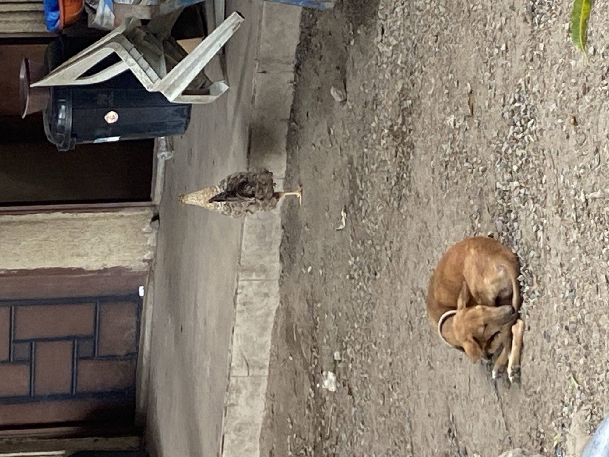 The scene is in Mararaba, Nigeria. A chicken walks along a concrete path. Next to the path, on a gravel surface, a brown dog is curled up asleep. Near the chicken are plastic chairs stacked on top of a black object. To the left is a partial view of a building.