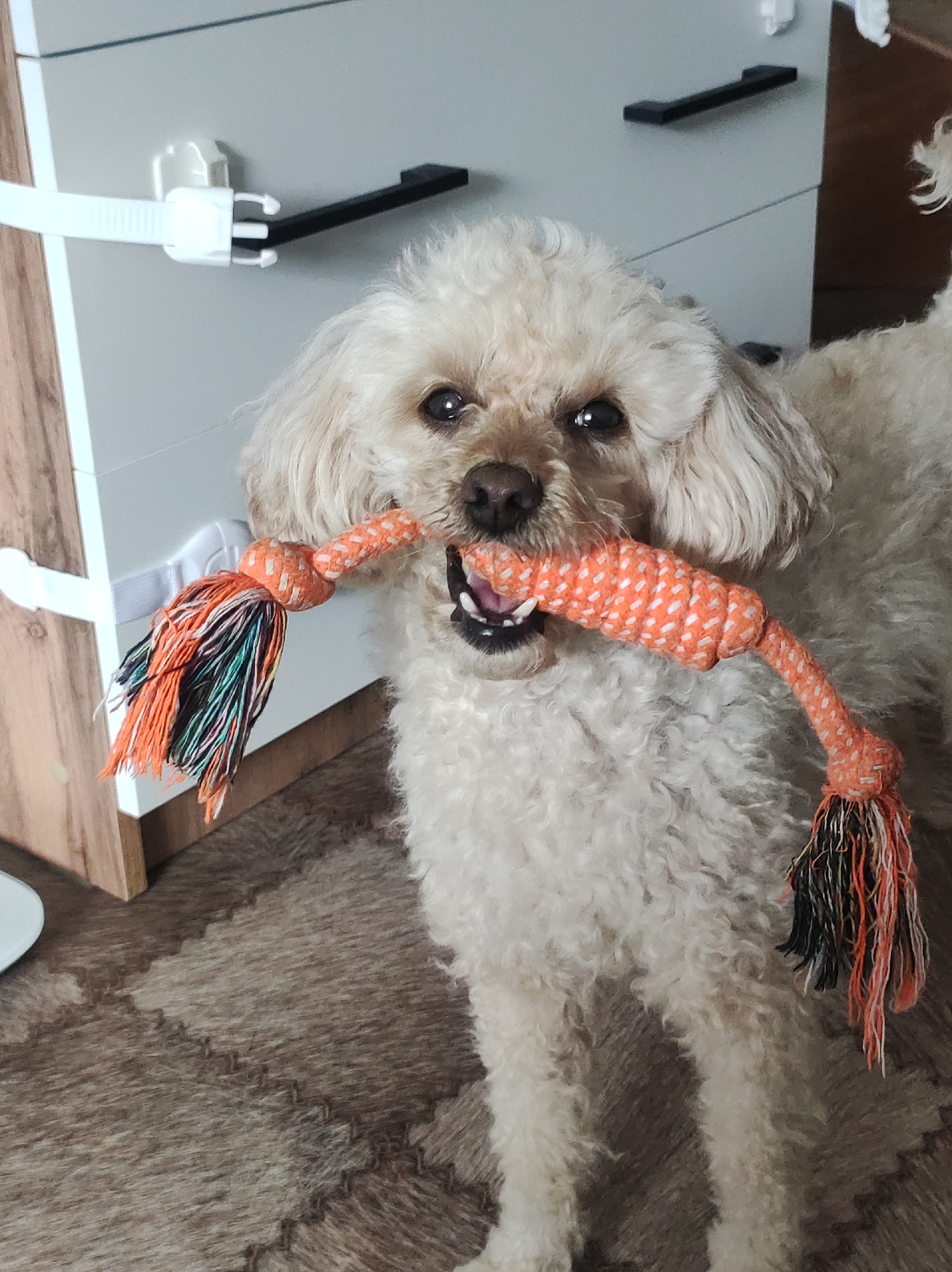 A medium shot captures a cream-colored poodle, likely an adult, holding a bright orange rope toy in its mouth. The dog's fur is curly and fluffy, typical of the breed. Its eyes are dark and expressive, and its mouth is slightly open, revealing a few teeth and its pink tongue as it grips the toy. The toy itself is a thick rope with a braided texture, featuring a prominent knot and a tassel of colorful threads—black, orange, and white—at one end.
The background suggests an indoor setting. To the left, a light-colored cabinet with a wooden accent is visible. A white strap with a buckle is attached to the cabinet. In the middle ground, another dark handle is visible on the cabinet. The floor is covered with a patterned rug in shades of brown and beige, with a textured, interlocking design.
The lighting appears to be natural, casting soft shadows and indicating it might be daytime. The overall mood is playful and heartwarming, conveyed by the dog's engagement with its toy. No text is visible in the image. The location context provided is Chaikovsky, Russia, but this cannot be determined from the visual information alone.
