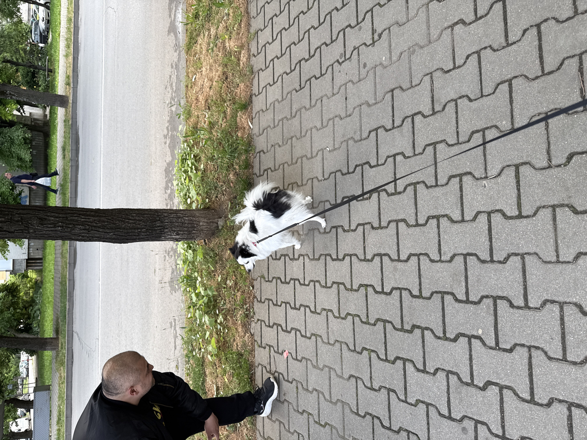 A street scene in Stara Zagora, Bulgaria, depicts a bald man sitting on a bench next to a tree, observing a black and white dog on a leash pulling away from him on a gray, paved sidewalk. A road runs parallel to the sidewalk and a pedestrian is walking on the opposite side of the road. There are trees lining the road.