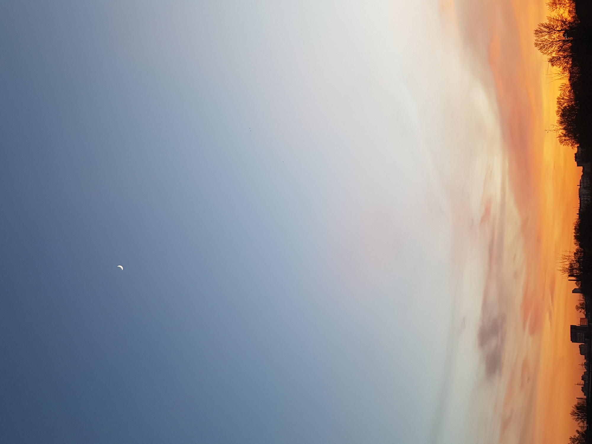 The image, oriented vertically, captures a stunning twilight sky, transitioning dramatically from deep blue to vivid orange and red. On the left side, the sky is a clear, expansive blue, gradually lightening towards the center. In this bluer expanse, a delicate white crescent moon is visible in the upper left, while a few small, dark specks, likely birds, appear higher up in the central sky.
Towards the right side of the image, the sky explodes with the warm colors of a sunset or sunrise, dominated by intense oranges, reds, and yellows, interspersed with streaks of clouds. Some clouds appear softer and more diffuse, while others are darker, with hints of grey and purple tones. Along the extreme right edge, a dark silhouette of a tree line is visible, consisting of bare branches, suggesting either late autumn or winter. Below the trees, the faint outlines of buildings indicate an urban or suburban landscape at the horizon.
The overall scene conveys a sense of peaceful natural beauty during twilight, with the striking contrast between the cool blue and warm fiery hues of the sky. The moon's presence further emphasizes the time of day as dusk or dawn. This expansive view, encompassing both natural elements and distant urban structures, aligns with the provided context of Saint Petersburg, Russia. There is no visible text in the image.
