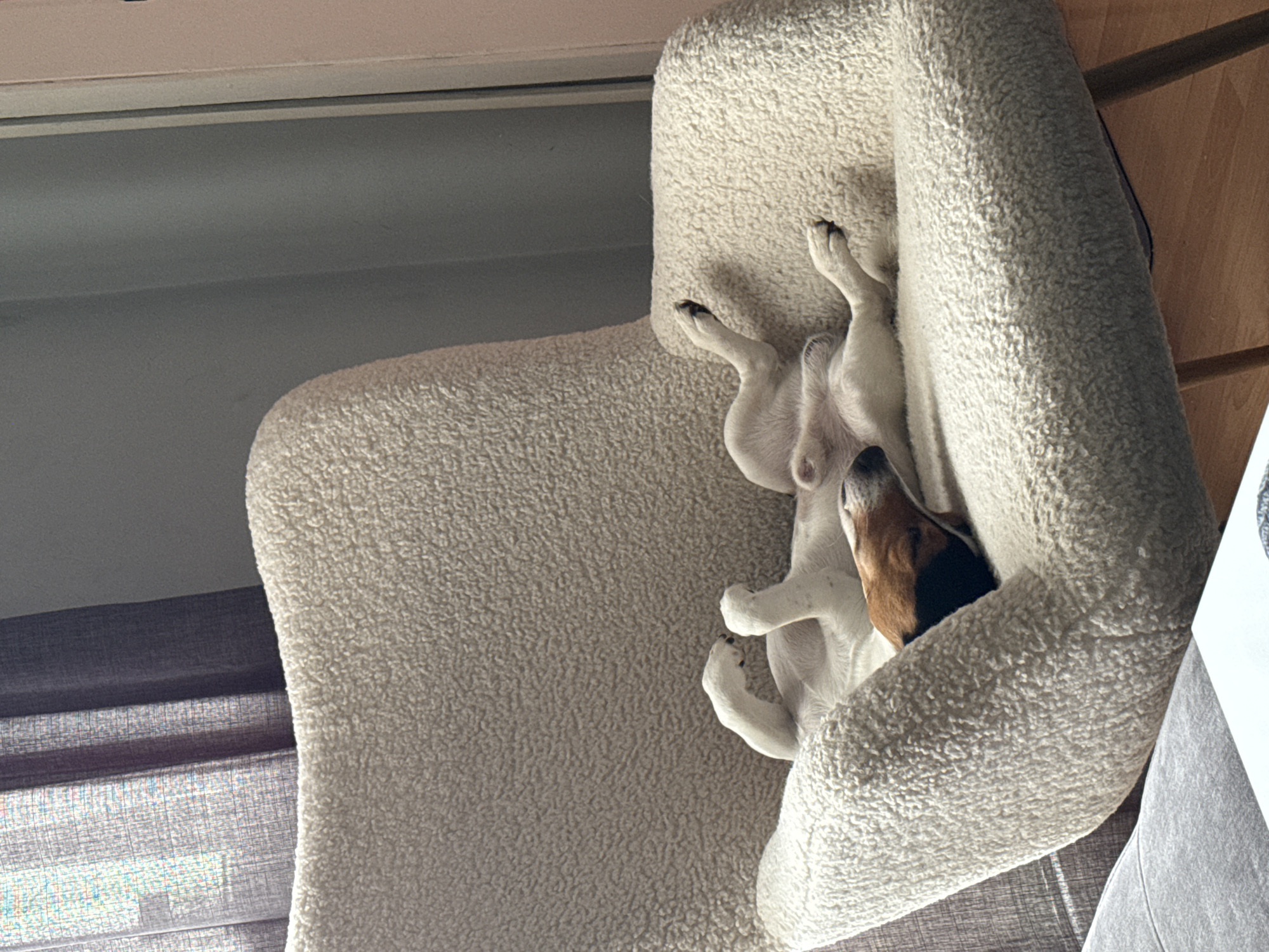 A dog is lying on its back in a fluffy, white dog bed. The dog has white fur with brown and black patches on its head. The dog is positioned with its paws in the air and its head tilted back, suggesting it is asleep. The dog bed is next to a window with closed blinds. A wall and part of a wooden cabinet are also visible in the background. The location is indoors. The city and country are not discernible from the provided image.