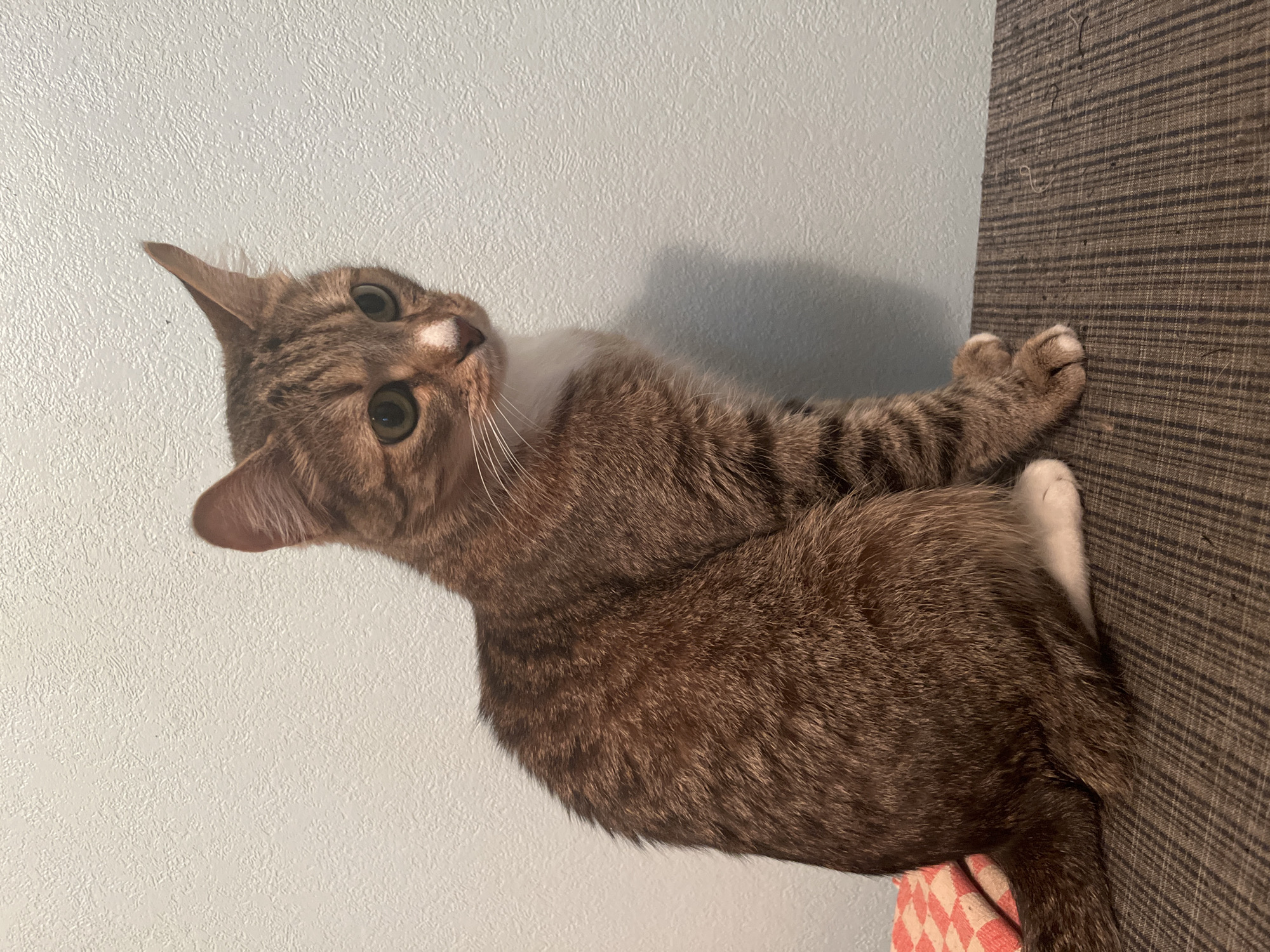A medium shot captures a cat resting near a wall. The cat is brown with tabby stripes, and has white fur around its neck and a white spot on its nose. Its eyes are green-hazel. The cat is lying with its front paws touching a textured wall with a dark brown, striped pattern. The background features a plain, light blue wall. A corner of a red and white patterned blanket or pad is visible beneath the cat. The image provides no information about the location in Izhevsk, Russia.