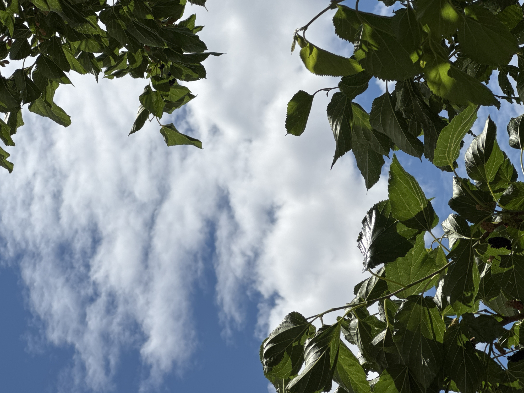 The image is an upward-facing shot of green leaves against a blue sky with scattered white clouds. The leaves appear to be from a deciduous tree, possibly a mulberry tree, given the presence of small, dark clusters that could be developing fruit. The foliage is dense in places, with some leaves backlit by the sun, creating bright highlights and casting shadows. The overall impression is that of a pleasant, possibly summer or late spring day. The sky suggests daytime, and the clarity of the clouds indicates fair weather. There are no people or man-made objects visible, and no text is present in the image. The perspective emphasizes the natural beauty of the tree canopy against the expansive sky.
