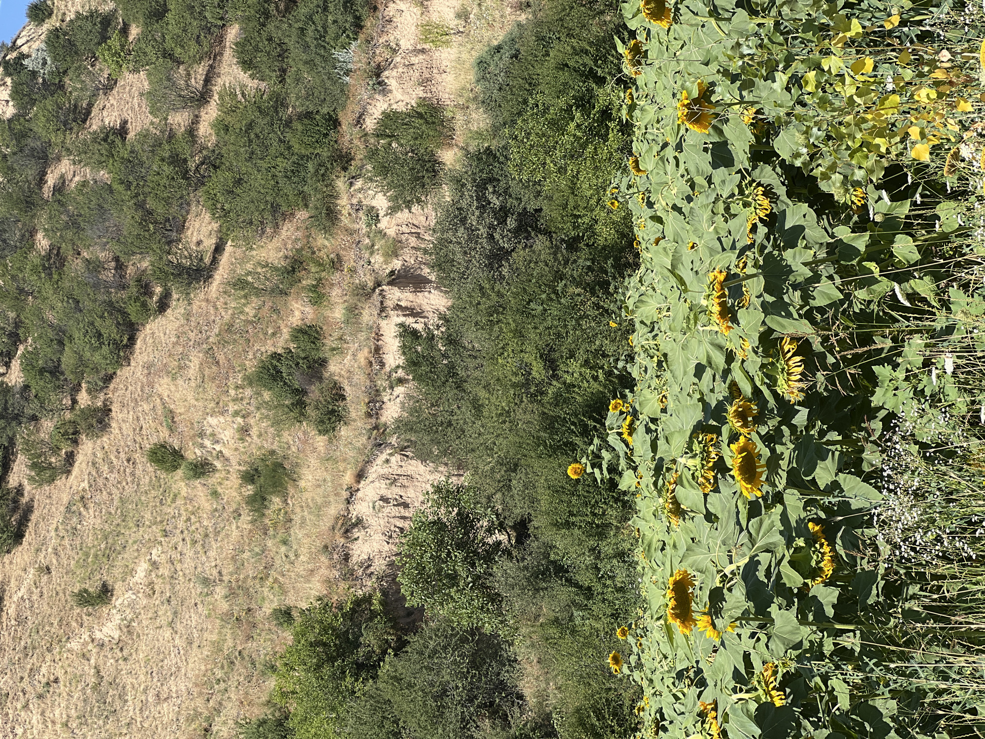 In Karamazar, Uzbekistan, a sun-drenched landscape unfolds, dominated by a vast field of sunflowers in the foreground, their large yellow heads bowed under the weight of their blooms. The sunflowers, with their broad green leaves, create a dense, textured carpet stretching across the lower half of the image. Beyond the sunflowers, a steep, dry hillside rises, sparsely dotted with green shrubs and dry, golden grass. A noticeable erosion line runs horizontally across the hillside, revealing layers of tan soil. The upper portion of the hillside is covered in a denser growth of trees and shrubs, suggesting a transition to a more vegetated area. The scene is bathed in bright sunlight, casting shadows and highlighting the arid texture of the hillside and the lushness of the sunflower field.