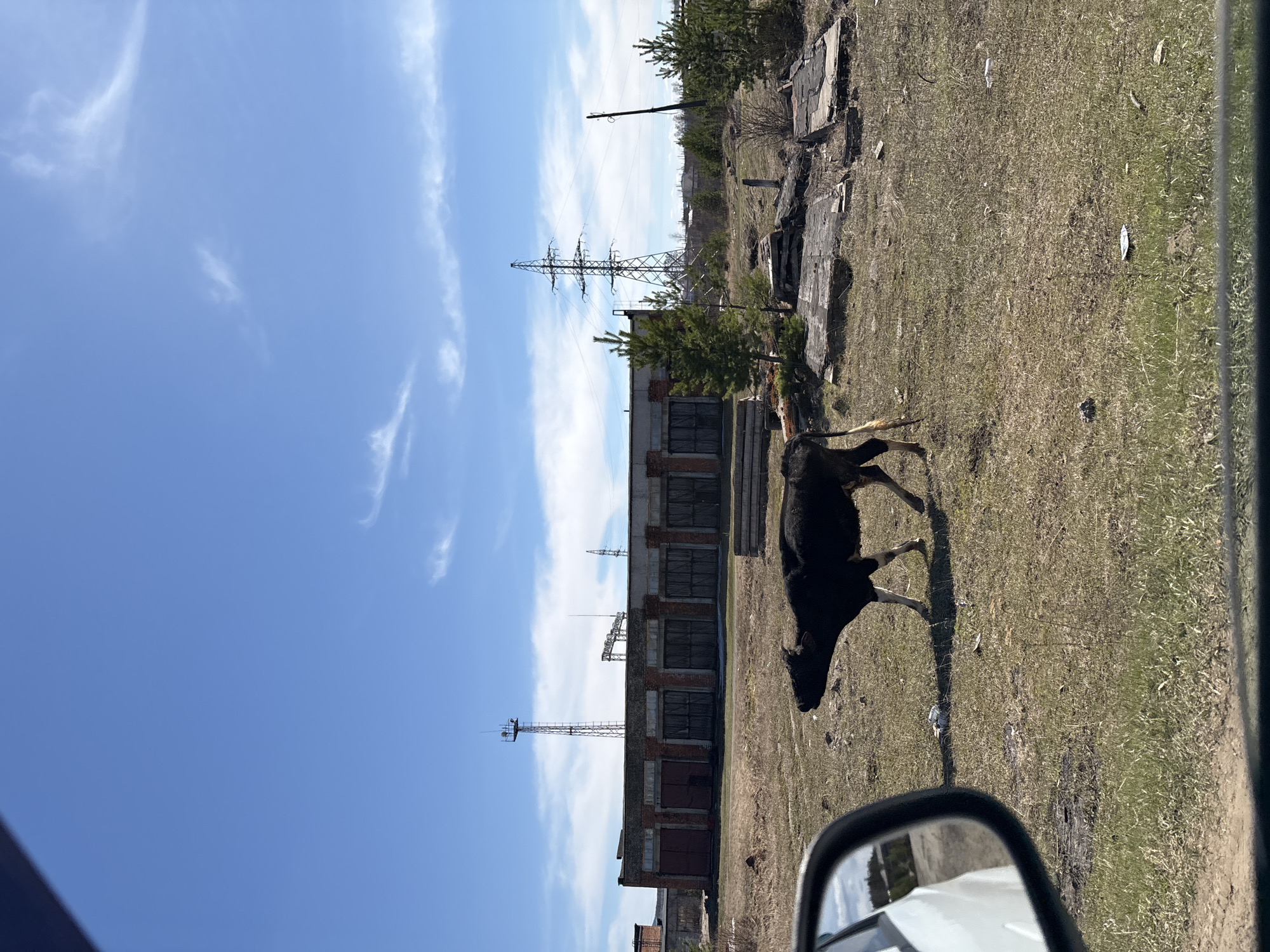A slightly angled, medium shot reveals an outdoor scene in Невон, Russia. A black cow is walking on a grassy field. In the background, there's a long, dilapidated brick building with boarded-up windows and power lines. The sky is blue with scattered white clouds. Part of a car mirror and a portion of the car interior are visible in the foreground on the right, indicating the photo was taken from inside a vehicle.