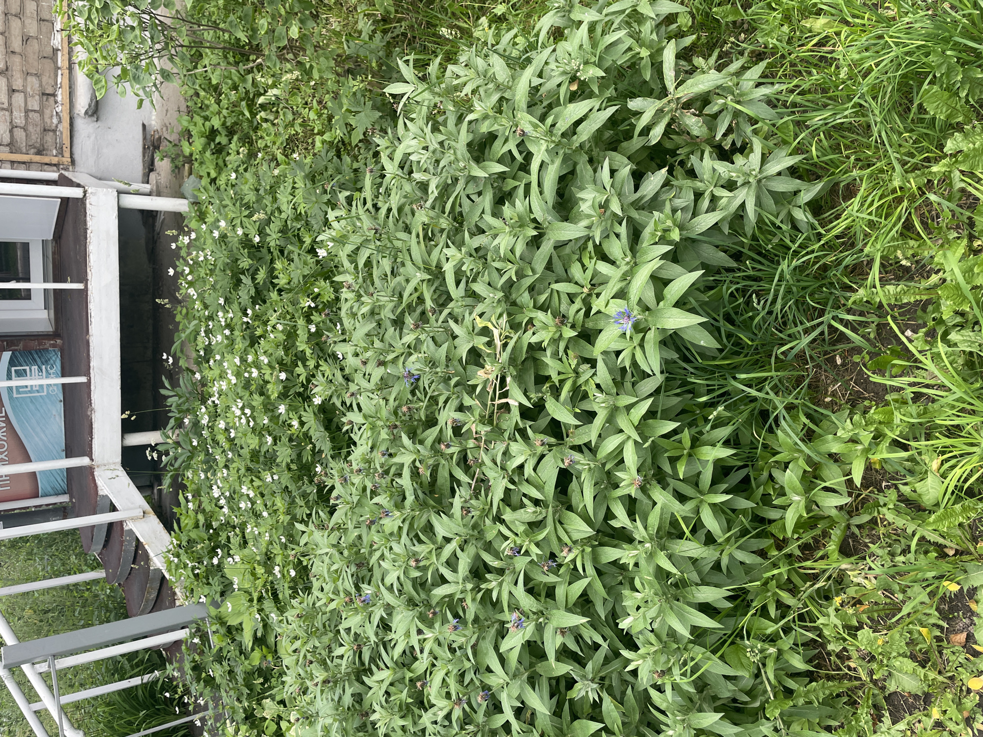 This is a medium shot of a dense, leafy green bush with scattered small white flowers and some blue flowers. The bush is lush and appears to be growing outdoors, possibly in a garden or wild area. To the left of the bush, there is a white metal structure with railings, suggesting it could be a part of a staircase, balcony, or some kind of outdoor seating area. Behind this structure, a portion of a brick wall is visible, painted white in some areas, and there is a window with white trim. The overall scene is bathed in natural light, indicating it is daytime, and the greenery suggests a mild or warm weather condition.
The image appears to be taken in Chaikovsky, Russia. There is some text visible on a sign or poster attached to the side of the white structure, partially obscured by the bush and the angle of the photo. The visible text is in Cyrillic script and appears to say "ПРИХОЖИЕ" which translates to "ENTRANCES" or "HALLWAYS". This might suggest the bush is growing near the entrance of a building. The focus is on the plants, with the man-made structures providing context. No people are visible in the image. The mood is natural and somewhat untamed, highlighting the vibrant green foliage.