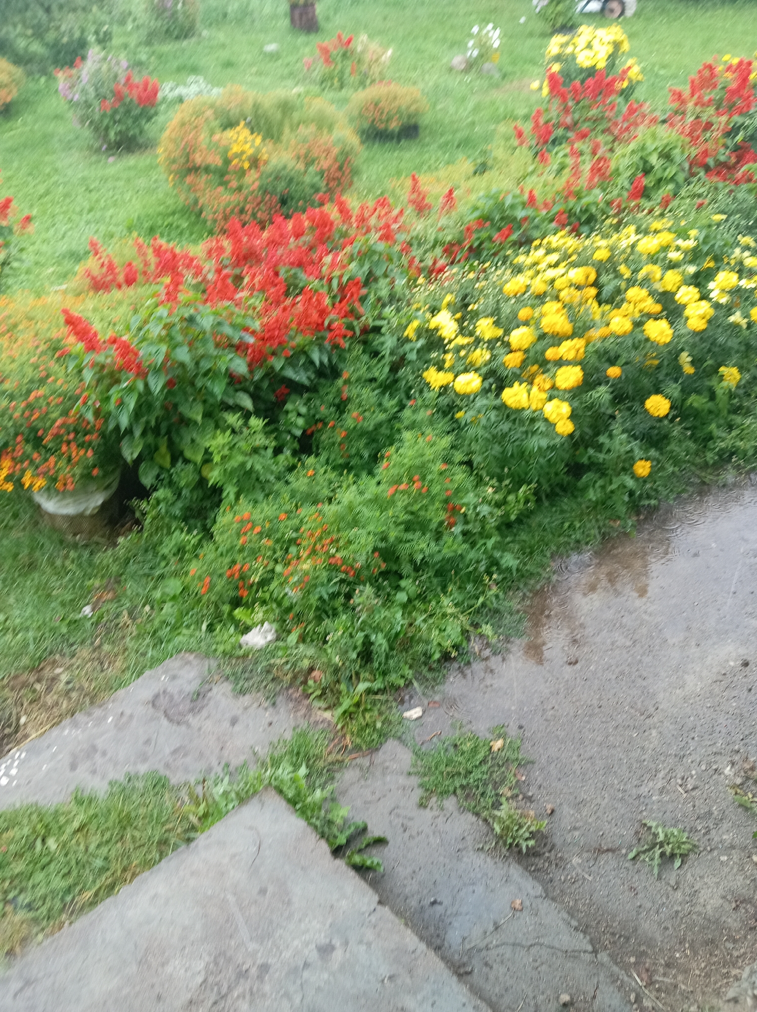 The image depicts a garden area with a variety of flowering plants and greenery. In the foreground, a concrete stairway leads up, with patches of grass and weeds growing around the steps and on the ground. Beyond the stairs, a wet asphalt path runs along the edge of the garden. The garden itself is densely planted with colorful flowers, primarily red and yellow, interspersed with lush green foliage. Some of the plants appear to be salvia, with their tall spikes of red flowers, and there are also clusters of bright yellow flowers, possibly marigolds or chrysanthemums. The ground in the garden is a mix of soil and dense vegetation. In the background, more greenery and bushes are visible, suggesting a park or well-maintained garden setting. The overall impression is one of a vibrant and somewhat wild garden, possibly after a rainfall, given the wet path. The location is specified as Tumilavichy Rural Council, Belarus.