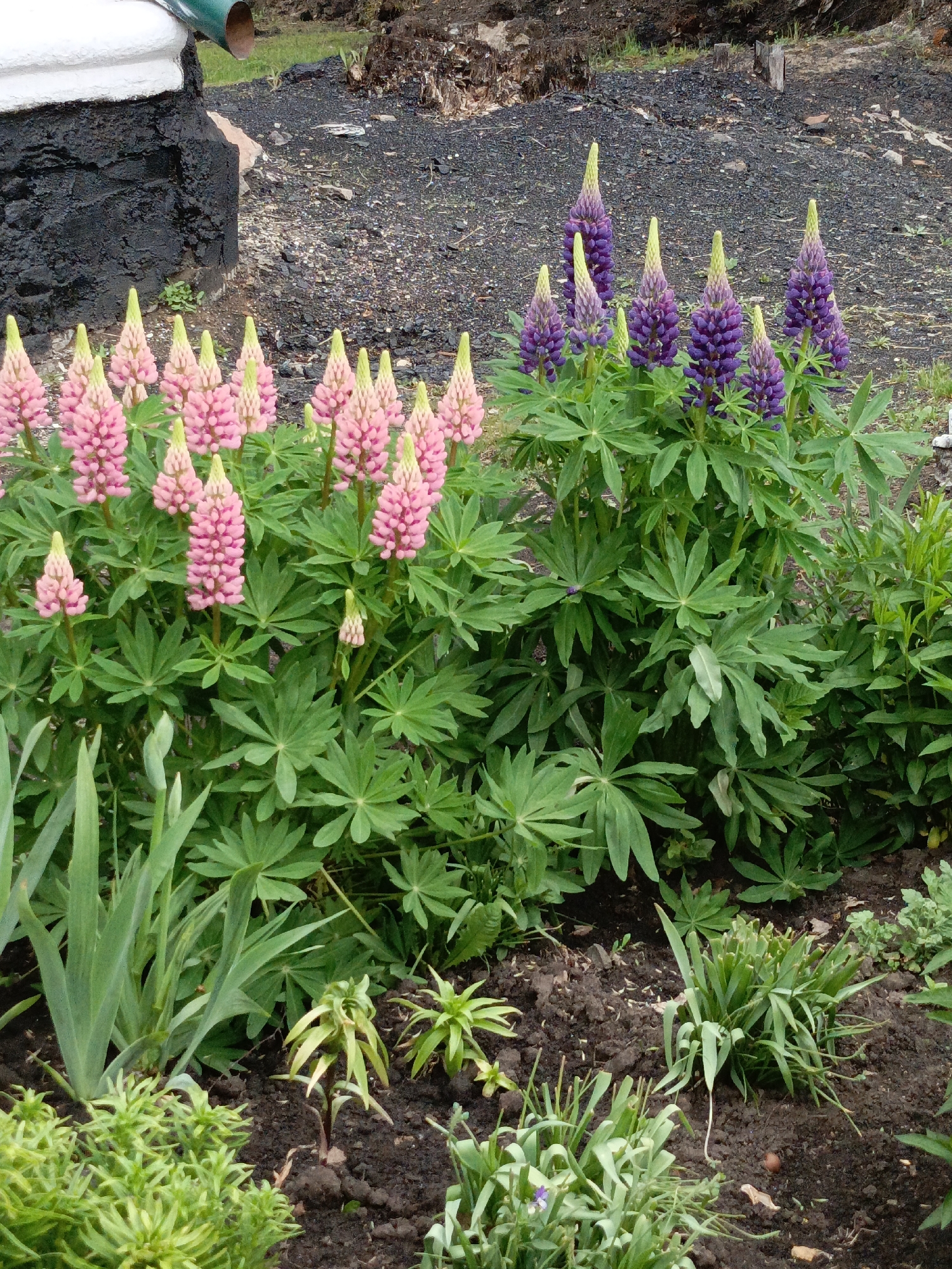 The image shows a garden bed in Zalesovo, Russia, filled with blooming lupine flowers. The bed is planted with two main groups of lupines, one with pink flowers and another with purple. The lupines have green palmate leaves. The soil appears dark and rich. In the foreground, other green plants are visible, including some with blade-like leaves. In the background, behind the flowerbed, is an area of dark, gravelly soil, possibly a pathway or another section of the garden. There is a structure in the top-left corner of the image that appears to be the base of a building or a garden feature.