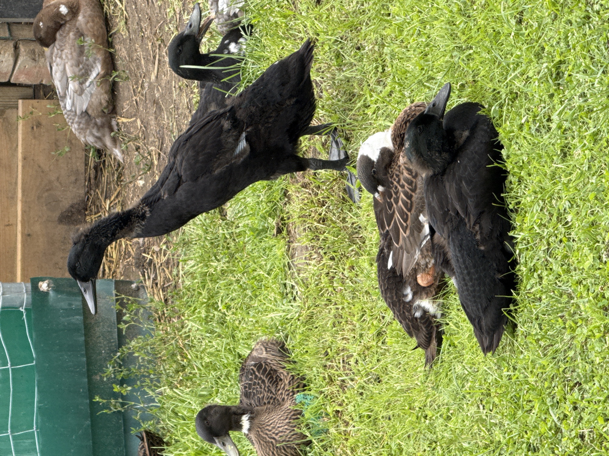 In Galinė, Lithuania, on a grassy area, a group of ducks are present. In the foreground, a black duck is lying down, with its head turned to the right. Behind it, another duck, also black with white markings on its chest, is sitting up and looking to the right. Further back, a duck with brown and white plumage is resting. In the background, a light brown duck is also resting. A green structure is visible in the upper left of the frame, and a wooden structure and brick wall are present in the upper right. The ground is covered with green grass, with some patches of dirt and straw visible.