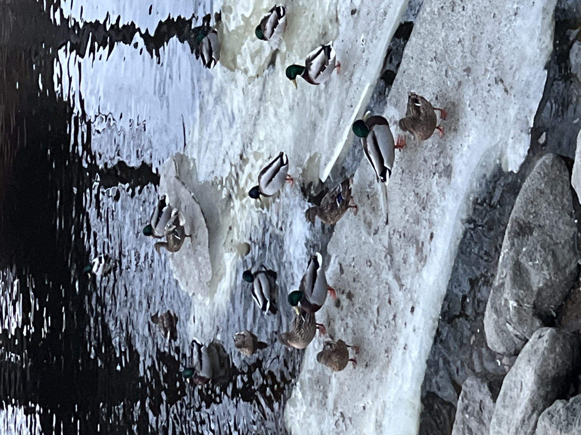 This image depicts a partially frozen urban waterway in Saint Petersburg, Russia, observed during cold weather. The scene is dominated by approximately eighteen mallard ducks (Anas platyrhynchos) congregated on and around ice sheets in the water.
The environment consists of dark, reflective water, partially covered by irregular patches and larger sheets of white and translucent ice. Ripples are visible on the open water surfaces. In the foreground, a rugged bank or shoreline composed of various sizes of grey, irregular stones is visible, also partially covered by ice.
Among the ducks, several drakes are identifiable by their iridescent green heads, white neck rings, grey bodies, and brown chests. Multiple hens, characterized by their mottled brown plumage, are also present. The ducks are engaged in two primary activities: some are standing on the ice, while others are swimming in the open water sections. One duck is partially submerged in the water next to an ice floe. No human presence or direct interactions are visible.