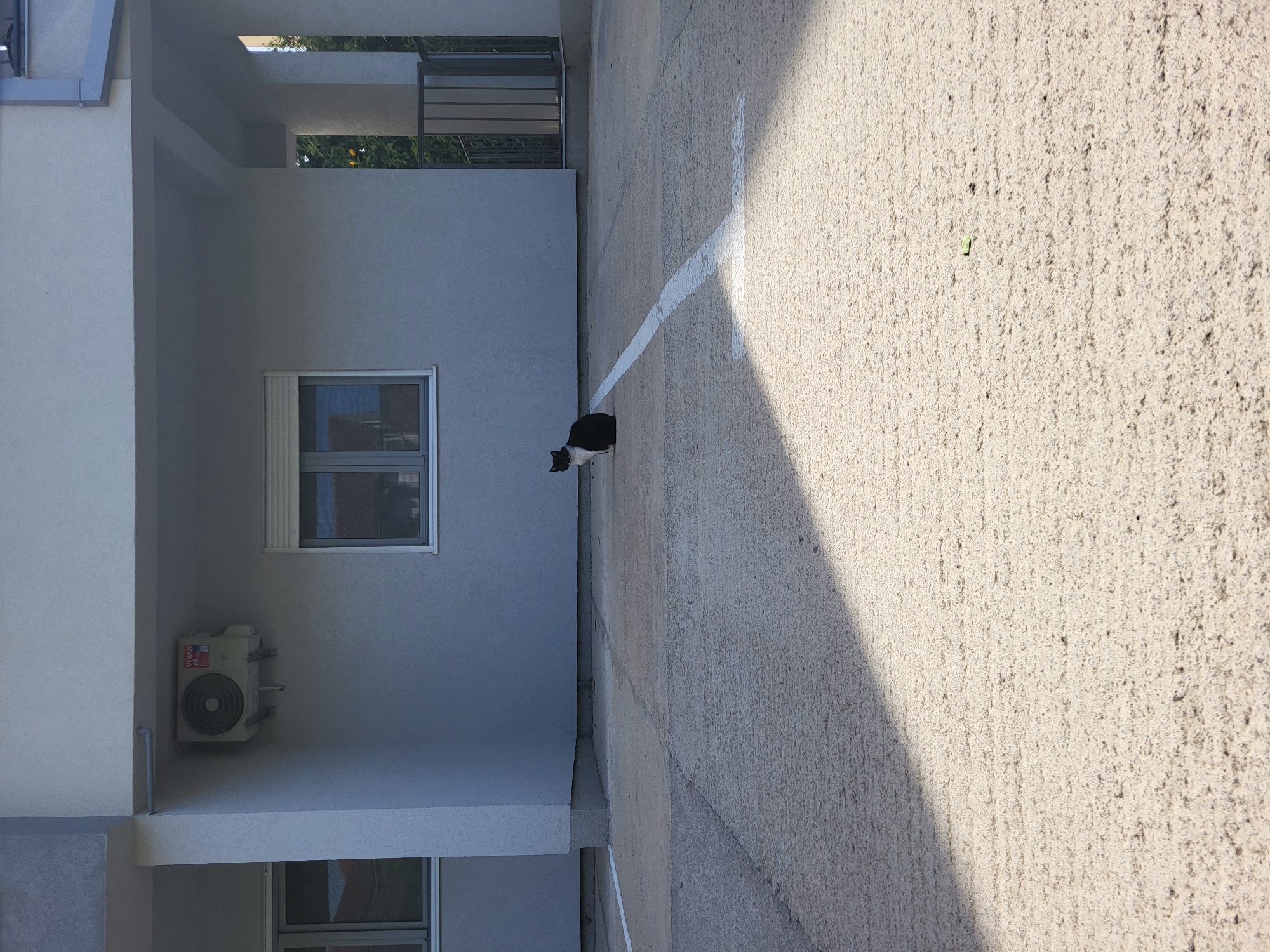 A low-angle, outdoor shot shows a building exterior and adjacent ground. A black-and-white cat sits along the wall of a light gray building. A white stripe marks the ground extending away from the building. Windows, an air conditioning unit, and other architectural details are visible on the building. The ground is a light-colored, textured surface. The location is implied to be Budva, Montenegro, based on contextual information not present in the image.