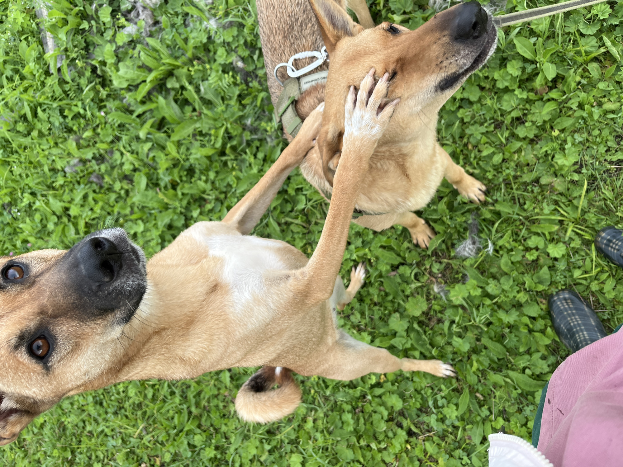 Two light brown dogs are interacting outdoors on a patch of green grass. One dog is standing on its hind legs, reaching its front paws towards the other dog, which is lying down or sitting. The standing dog's paws are gently resting on the head of the second dog. The second dog has a green harness with a silver clip. The background consists of dense green grass with some scattered leaves and debris. In the lower left corner, a person's legs are visible, wearing pink pants and dark plaid boots. The image does not provide any specific details about the location in the city of Nizhny Tagil, Russia.