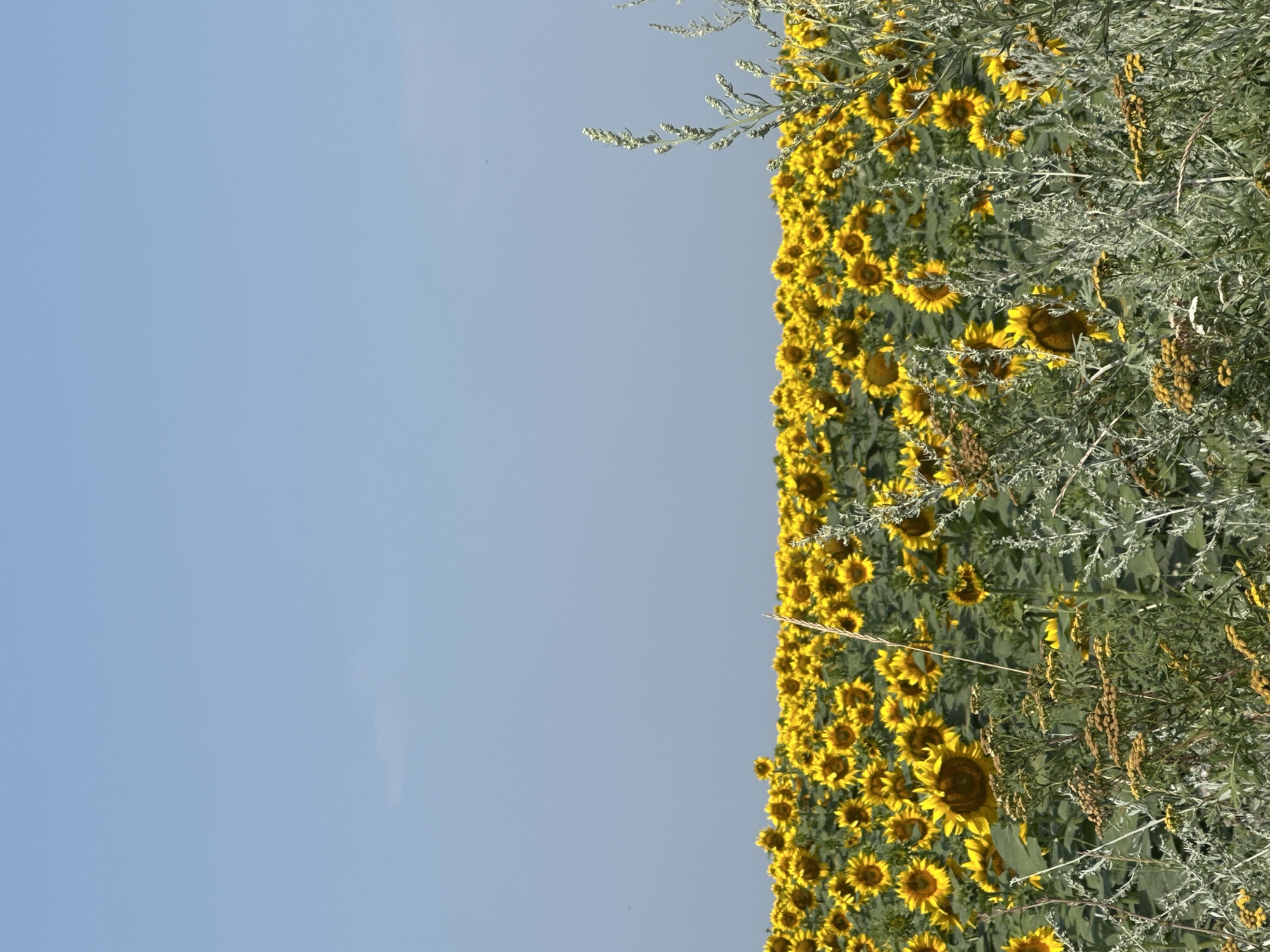 A wide shot captures a vast field of sunflowers under a clear, pale blue sky. The sunflowers, with their characteristic bright yellow petals and dark centers, fill the lower half of the frame, stretching towards the horizon. The plants are densely packed, with some taller stalks of greenery and dried grasses interspersed throughout the foreground. The sky is an unbroken expanse of light blue, with only a faint, wispy cloud visible in the upper left portion of the image. The scene suggests a warm, sunny day in a rural setting, possibly a cultivated field. The specific location, Piscărești, Moldova, places this agricultural landscape within a particular geographical context. No people or animals are visible in the image, focusing the attention solely on the natural elements of the sunflower field and the sky.