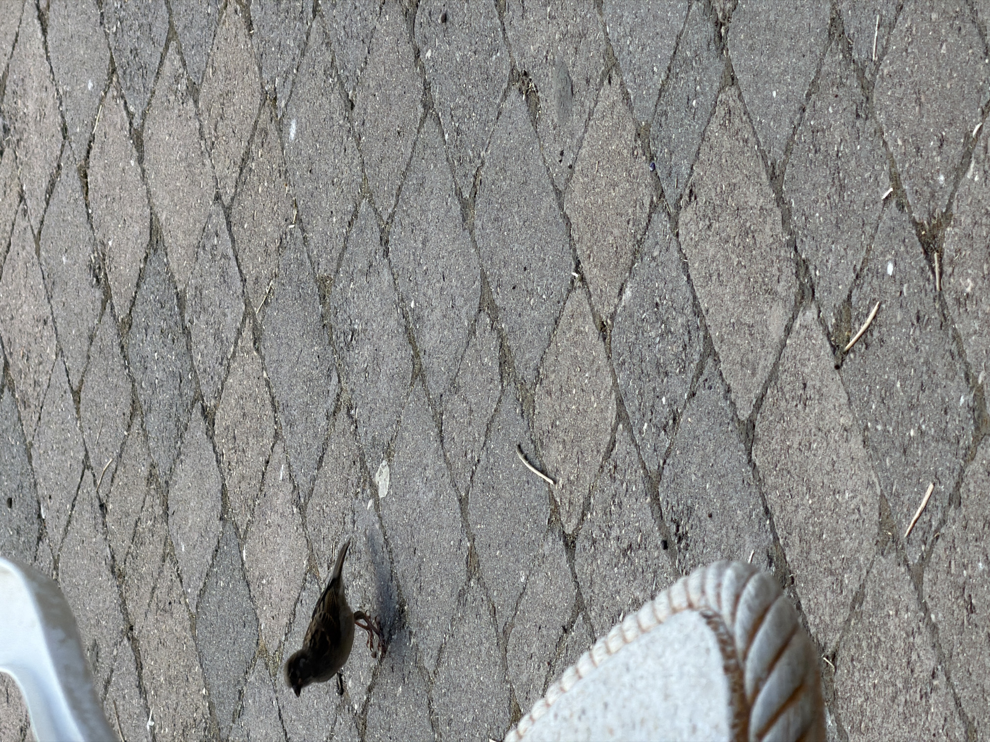 A small brown bird stands on a paved area with interlocking rectangular stones, likely in an outdoor setting such as a patio or courtyard. The bird is facing left and is positioned towards the lower left quadrant of the image. The paving stones are a mix of gray and tan, with some showing signs of wear and dirt. A portion of a white, curved object, possibly part of a piece of furniture like a chair or table, is visible in the upper left corner of the image. Some small twigs and debris are scattered on the paving stones. The lighting suggests it is daytime, with shadows indicating the direction of the sun. The scene is devoid of any human presence or activity. The location is specified as Arcahueja, Spain.