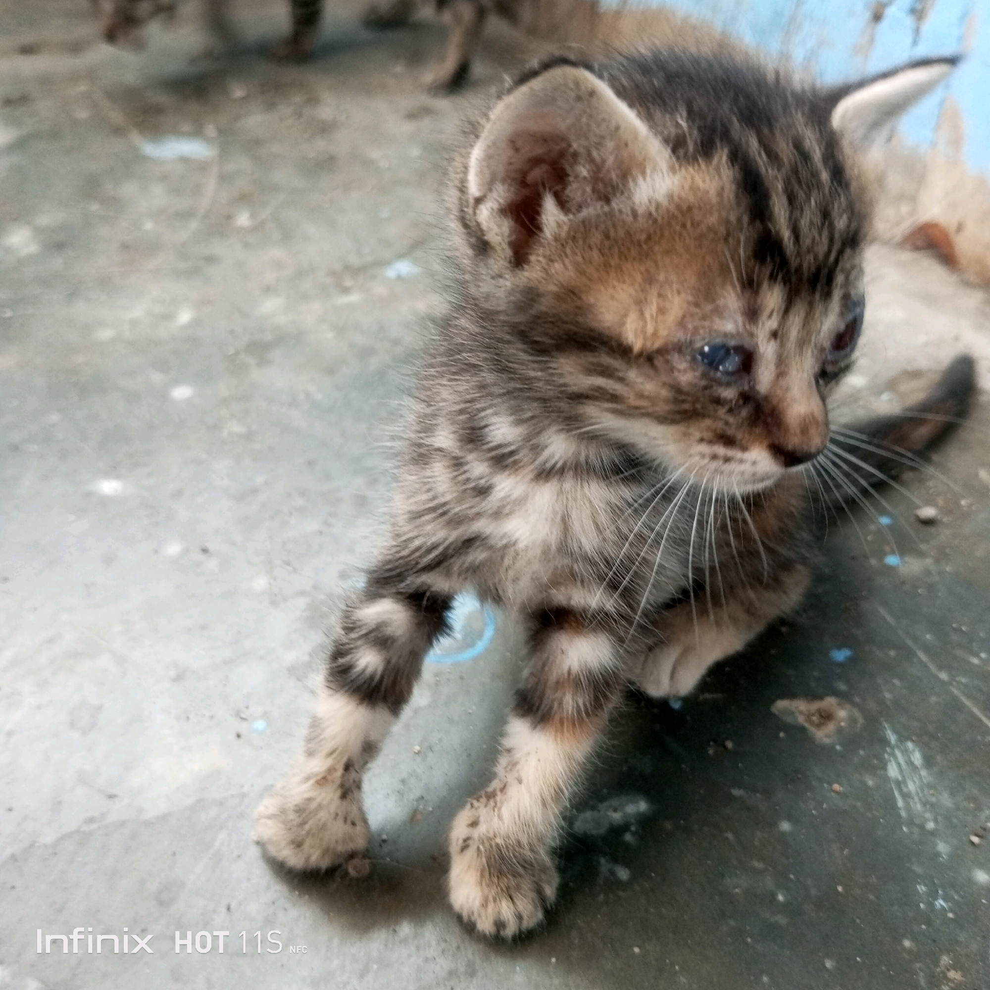 A close-up, eye-level shot captures a young tabby kitten with blue eyes and black stripes against a textured, mottled gray floor. The kitten is positioned in the foreground, facing right, with its body slightly contorted as if preparing to move. Its paws are visible, with the front left paw extended forward and the front right paw tucked underneath. The kitten's fur displays a mix of brown, black, and tan tones, with darker stripes accentuating its body. Subtle hints of dirt or debris are visible on its paws. The background is out of focus, showing a light blue surface and the blurry forms of other kittens or objects, suggesting an indoor or sheltered environment. The presence of the Infinix HOT 11S logo in the bottom left corner indicates the image was captured with a smartphone. The scene is devoid of any human presence or discernible landmarks that would definitively place it in Sukaslamet, Indonesia.