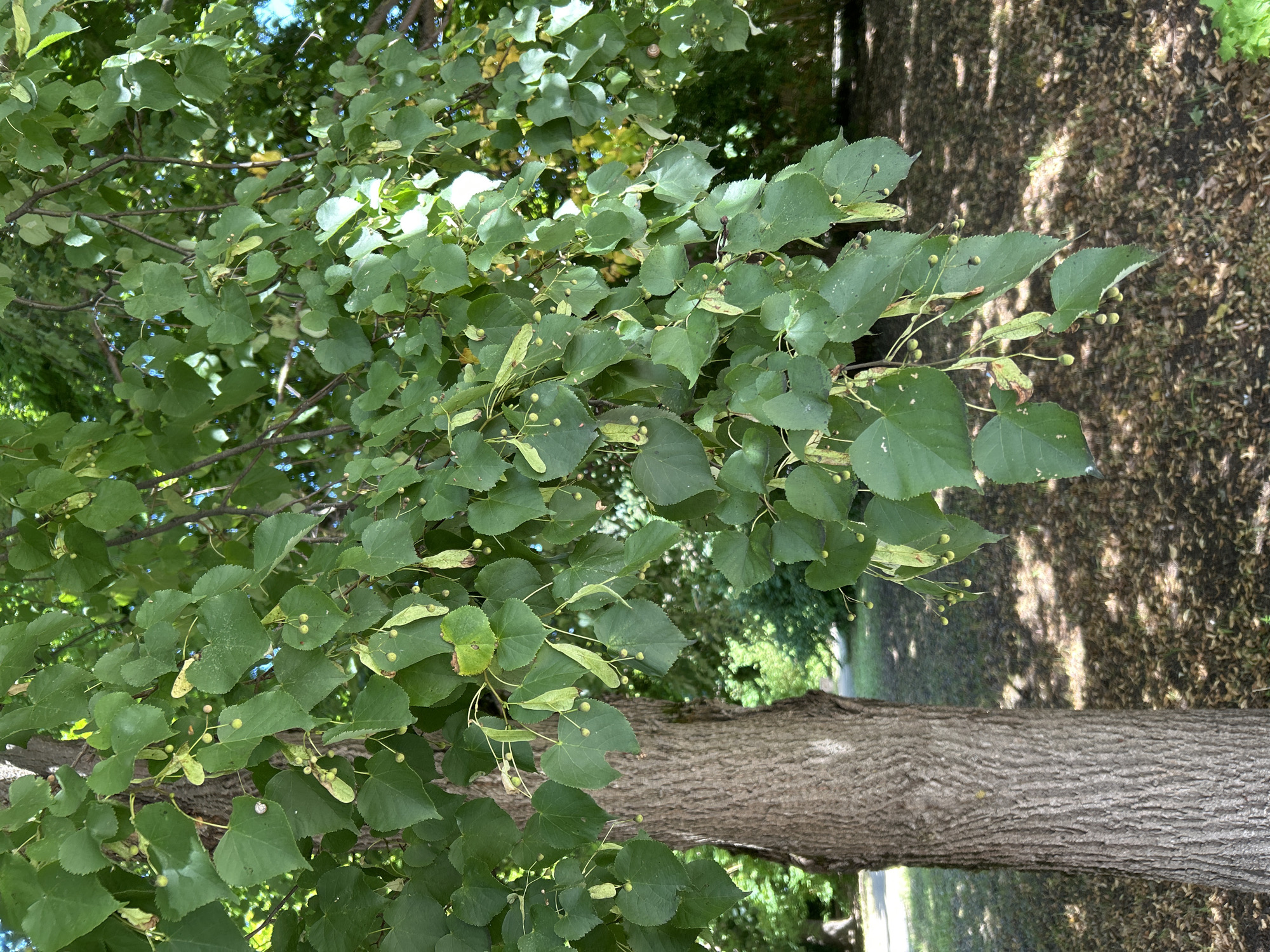 The image shows a close-up view of a linden tree with its distinctive heart-shaped leaves and developing fruit clusters. The tree trunk, with its textured bark, is visible on the left side of the frame. The branches, laden with green leaves and small, pale green fruits, extend across the upper and middle portions of the image. Sunlight filters through the canopy, casting dappled shadows on the ground, which is covered in fallen leaves and other debris. In the background, out-of-focus greenery and a hint of a paved path suggest an outdoor setting, likely a park or a tree-lined street in Zelenograd, Russia. There are no people visible in the image. The overall impression is one of a natural, tranquil scene in a temperate climate during the growing season.