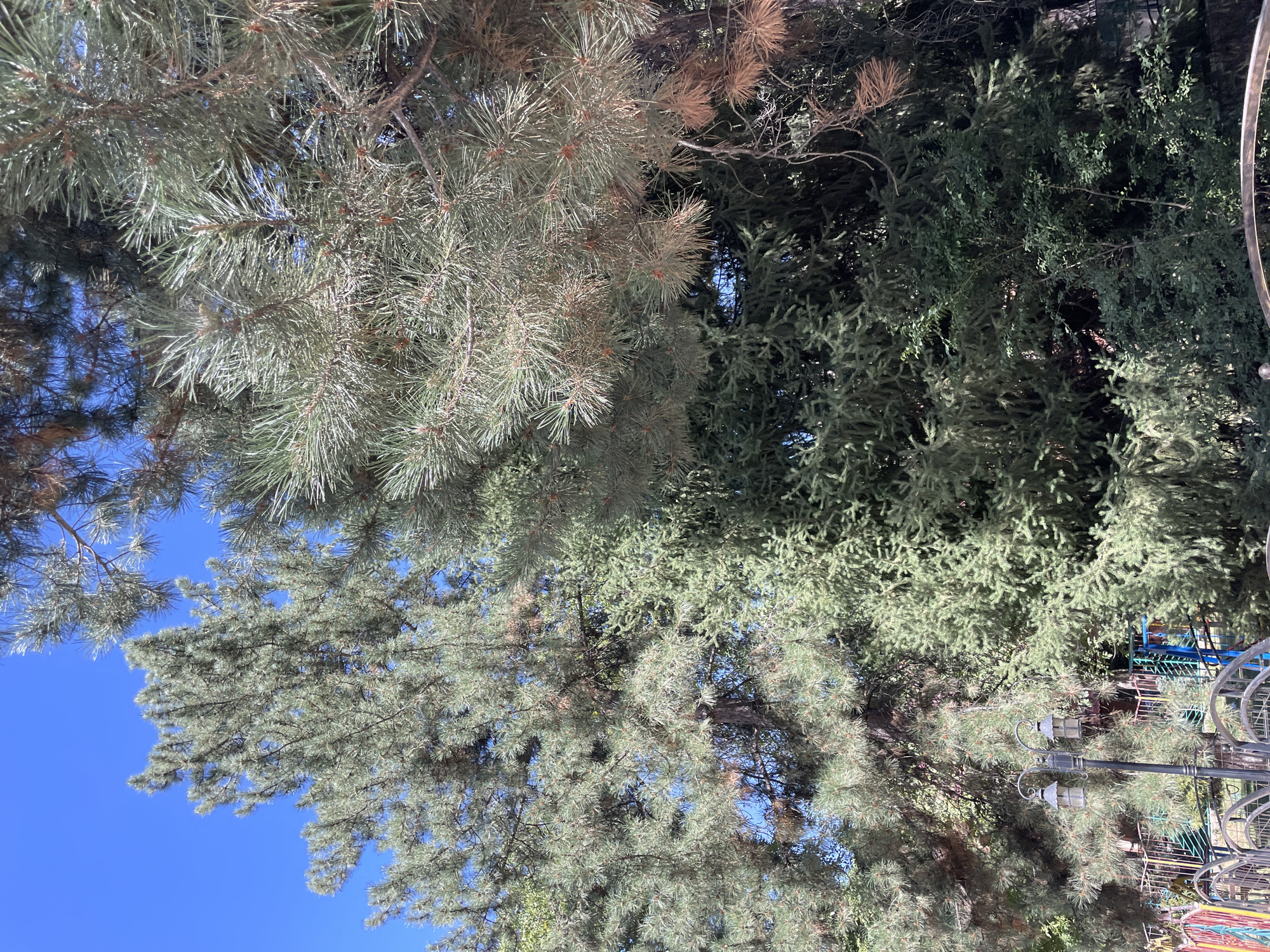 The image shows a view of lush green trees against a clear blue sky in Chimgan, Uzbekistan. In the foreground, a black wrought-iron fence and a lamppost with two ornate lanterns are visible. Behind the fence, a colorful structure, possibly part of a playground or park, can be seen. The trees are a mix of pine and fir varieties, with some displaying hints of brown in their needles, suggesting seasonal change or natural shedding. The overall impression is one of a peaceful outdoor setting, likely a park or garden area within the resort town of Chimgan.