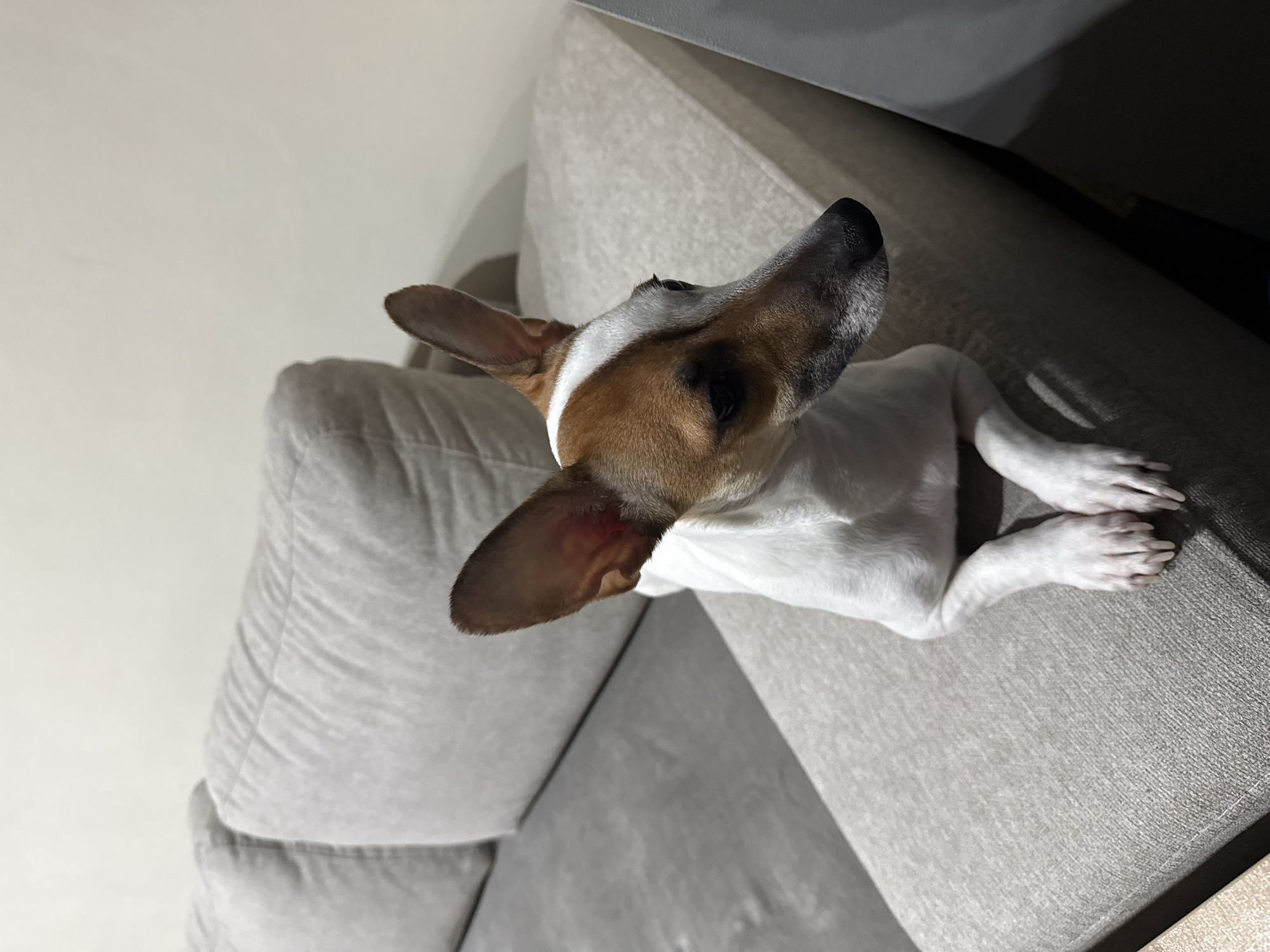 A Jack Russell Terrier with a white and brown coat lies on a gray fabric couch. The couch appears to be inside a domestic setting. The dog's head is tilted slightly up and to the right, with the ears partially erect. The scene has varying light levels, with some areas appearing brighter than others. There is no information to suggest the image was taken in Burgas, Bulgaria.