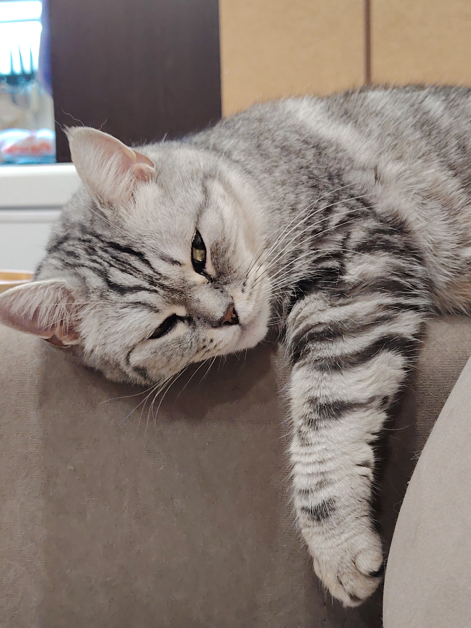 A grey tabby cat with closed eyes is lying on a beige couch. Its head is resting on its paws, and its body is stretched out. The cat's fur is short and soft, with distinctive black stripes. The background is blurred, but it appears to be an indoor setting. The image was taken in Novosibirsk, Russia.