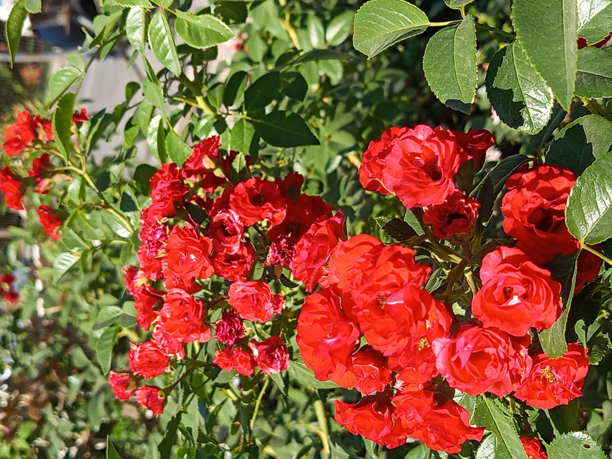 A close-up, medium-shot photograph captures a cluster of vibrant red roses in full bloom. The roses are arranged on a bush with lush green leaves, some of which are slightly out of focus, indicating a shallow depth of field. The lighting suggests it is a sunny day, casting shadows on the leaves and highlighting the texture of the rose petals. The background is softly blurred, with hints of a paved surface and greenery, suggesting an outdoor urban environment, possibly in Ak-Suu, Kyrgyzstan, where rose bushes are often cultivated in public spaces or gardens. There are no people or animals visible in the frame.