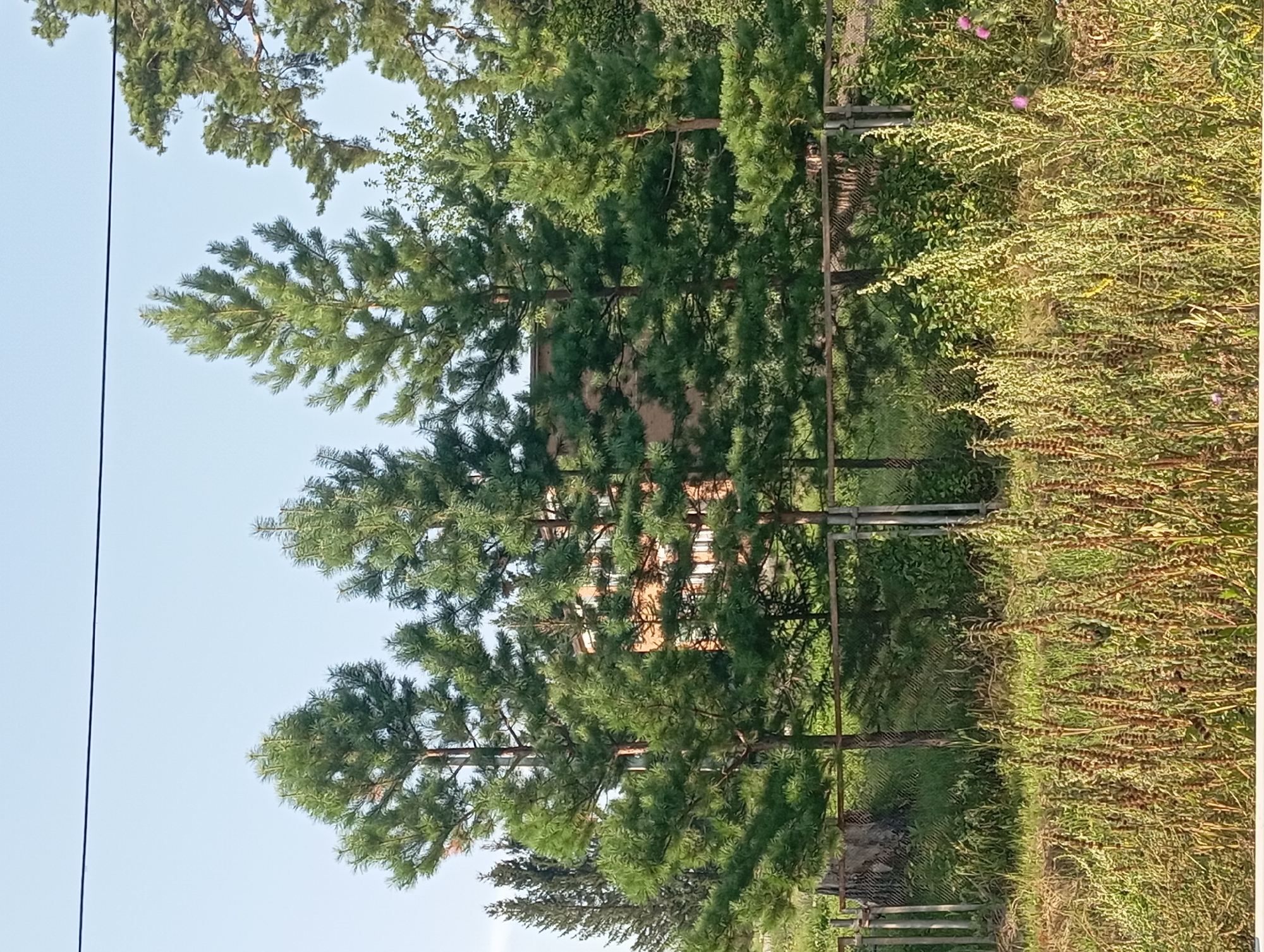 A line of mature pine trees stands in front of a brick building with multiple windows. A wire runs across the top of the image. In the foreground, a chain-link fence borders an area with tall, dry grass and some green foliage, along with scattered pink flowers. The scene appears to be outdoors in a semi-rural or suburban setting, possibly in Новокопылово, Russia.