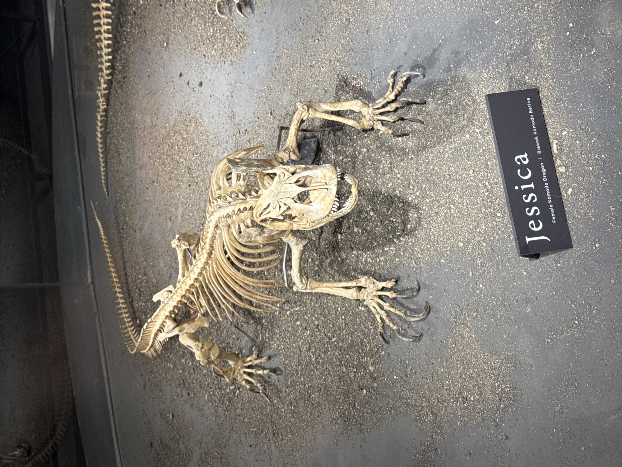The image depicts a skeletal display of a Komodo Dragon, identified as "Jessica" (Female Komodo Dragon | Biawak Komodo Betina), situated on a grey surface covered with granules. The location, based on the language used on the sign, is Unknown, Indonesia. The skeleton is largely intact, with the skull, ribcage, limbs, and long tail clearly visible. A portion of another skeleton is visible in the corner. The image is well-lit, allowing for clear details of the exhibit.