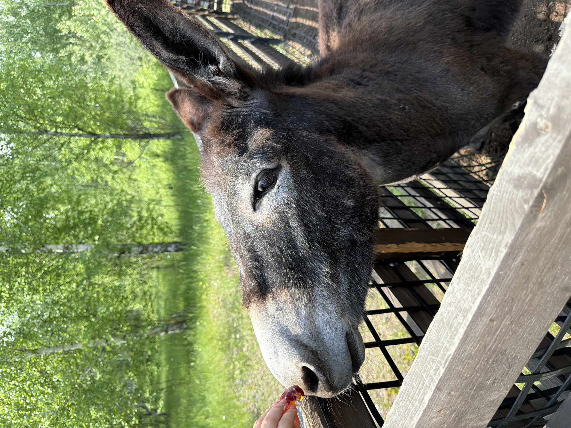 The image shows a close-up of a brown donkey at a fence, with a person's hand offering it a piece of food. The donkey is dark brown with grey muzzle and a long ear. In the background, there are trees with green leaves and a fence. The setting appears to be an outdoor enclosure at a farm or zoo, potentially in Beryozovka, Russia, given the presence of birch trees often found in such regions. The lighting suggests it is daytime.