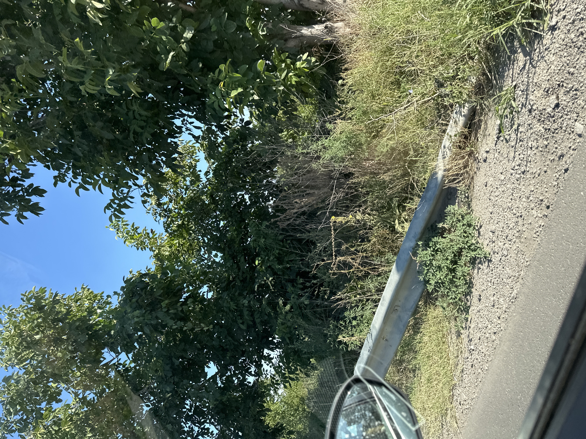 The image shows a roadside scene under a clear blue sky, likely in Orizari, Bulgaria. The foreground features the edge of an asphalt road, transitioning to a gravel shoulder. A bent and weathered metal guardrail lies low to the ground, partially covered by green vegetation and dry grass. Behind the guardrail, a dense area of tall, dry grass and green undergrowth is visible, interspersed with tree trunks and branches. Large trees with green foliage dominate the background, creating a canopy that obscures the sky in places. A car's side mirror, reflecting a blurry image of trees and sky, is visible in the lower left corner. The overall environment appears rural or suburban, with evidence of nature reclaiming the edge of the road infrastructure.
