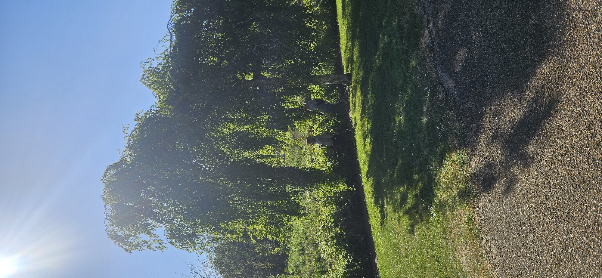This is a landscape photograph captured outdoors, likely in a park or large garden in Norwich, United Kingdom. The scene is illuminated by bright sunlight under a clear, azure sky, with a noticeable sun flare in the upper left corner, indicating a sunny day, possibly late morning or afternoon as suggested by the length of the shadows.
The image features a clear division in the lower half: a textured gravel path occupies the right side, while vibrant green grass fills the left. Long, distinct shadows are cast across both the grass and the gravel path, adding depth and highlighting the bright light source.
A large, dense tree with abundant green foliage dominates the left side of the frame, its canopy creating a rich tapestry of leaves. Further into the green space, two individuals are partially visible, somewhat obscured by the surrounding trees and bushes. One person appears to be wearing lighter-colored clothing, while the other is dressed in darker attire. They are positioned near the transition from the grassy area into the denser foliage, suggesting they are enjoying a walk or simply pausing in the natural setting.
The overall mood conveyed is one of peace and natural beauty, characteristic of a pleasant day spent outdoors. There is no visible text in the image.