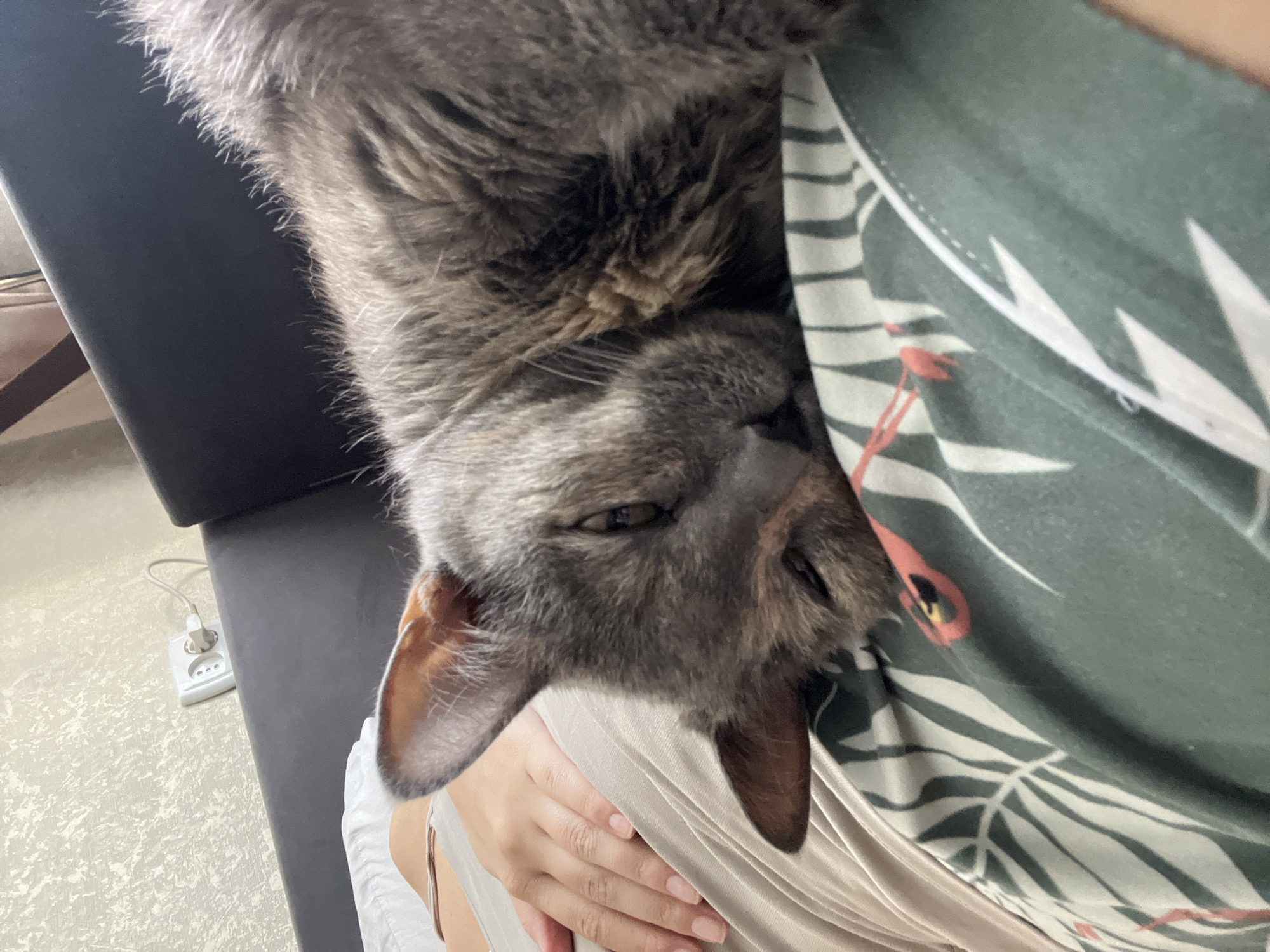 In the city of Tolyatti, Russia, a domestic gray cat is resting on the lap of an individual. The cat's head is lowered, and its eyes are partially closed, indicating it is relaxed or sleeping. The individual's hand is resting on their lap, near the cat. The background features a textured wall with an electrical outlet and a dark sofa. The cat is lying on fabric with a tropical leaf pattern.