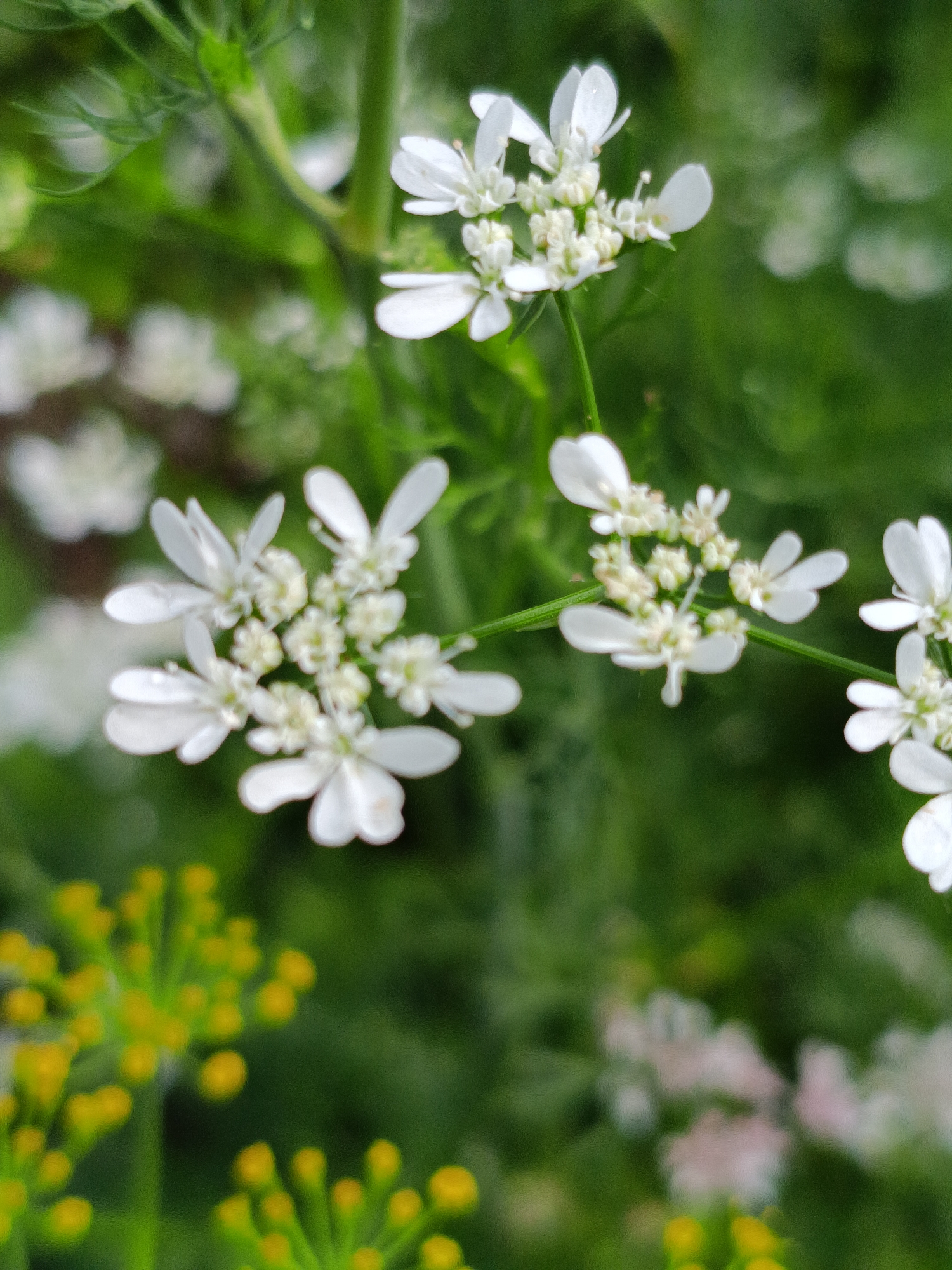 The image is a close-up, shallow depth of field photograph of small white flowers with delicate petals and darker centers, clustered on thin green stems. In the lower left corner, there are blurred clusters of small yellow buds or flowers. The background is a soft blur of green foliage, indicating a garden or natural setting. The photograph appears to have been taken outdoors, possibly in Martuni, Armenia, a city known for its verdant landscapes and agricultural surroundings.