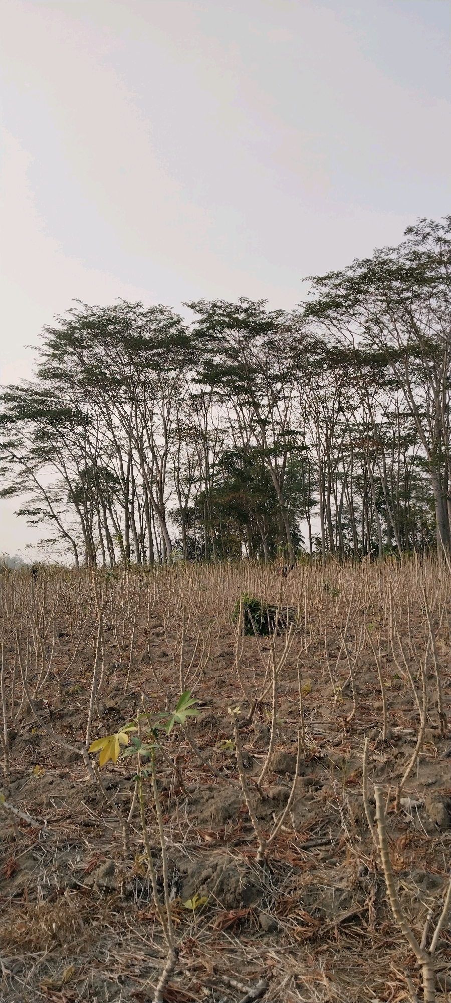 This image depicts a dry, harvested cassava field in the village of Tanjung Ratu Ilir, Indonesia. The foreground is filled with numerous dried cassava stalks standing upright in the tilled soil, with some dry leaves and debris scattered on the ground. A few small, new cassava plants with green leaves are emerging, indicating regrowth. In the middle ground, a pile of harvested cassava stems is visible to the right, and a dark object, possibly a tool or discarded item, is partially obscured among the stalks. In the background, a dense line of tall trees with sparse foliage forms a natural border to the field. The sky above is overcast and a pale white or light grey. The scene suggests a rural agricultural setting during a dry season or after harvest. There are no people visible in the image.