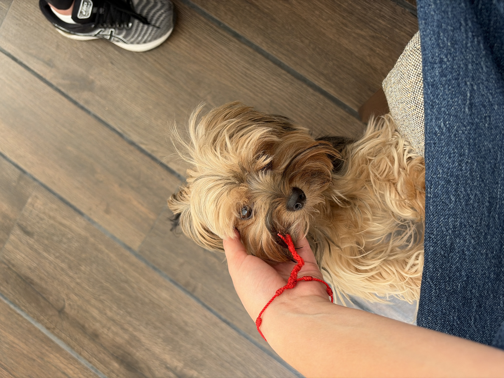 The image shows a person petting a small, tan and brown long-haired dog indoors. The dog is lying on a light-colored, possibly gray, soft surface next to a person wearing blue jeans. The person’s hand, which has a red string bracelet on the wrist, is gently touching the dog's head. To the top left, a gray and white athletic shoe is visible on the wooden floor. The location and city of San Bernardino Tlaxcalancingo, Mexico, are not discernible from the image.
