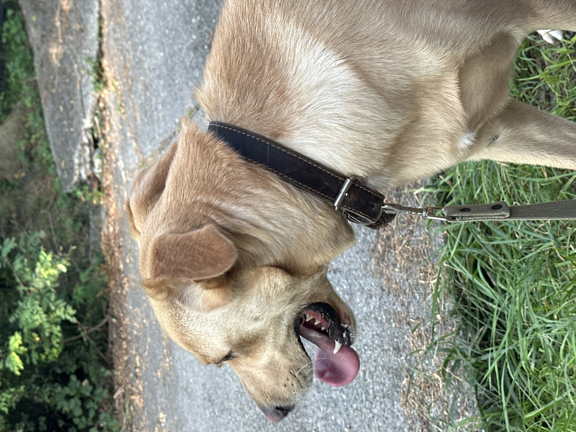 An adult tan Labrador retriever, wearing a dark brown leather collar with a silver buckle and leash clip, is panting with its mouth open, its pink tongue visible, and its teeth bared. The dog is standing outdoors on a paved surface, with green grass and dry vegetation in the foreground and middle ground. In the background, there are green trees and a gray, textured surface, possibly a road or walkway. The image appears to have been taken in the Matsesta Microdistrict, Russia, given the environment.