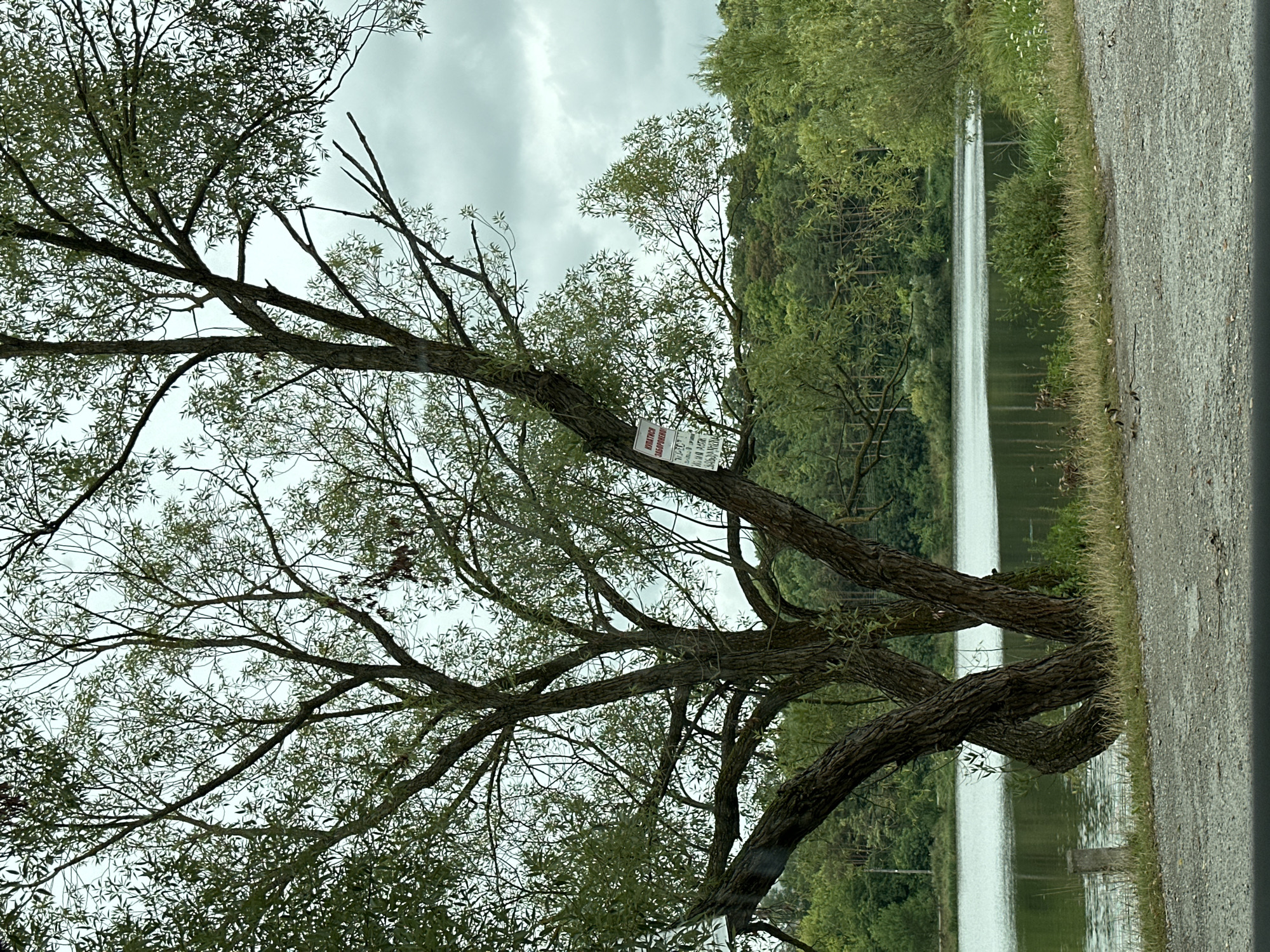 The image shows a body of water with trees and vegetation on its banks, likely in Makiv, Ukraine. In the foreground, there is a gravel path and a prominent tree with a sign attached to its trunk. The sign appears to be a warning or informational notice, written in Cyrillic script. The water is calm and reflects the overcast sky and surrounding greenery. The background consists of a dense forest. The overall scene suggests a natural setting near a water source, possibly a lake or river.