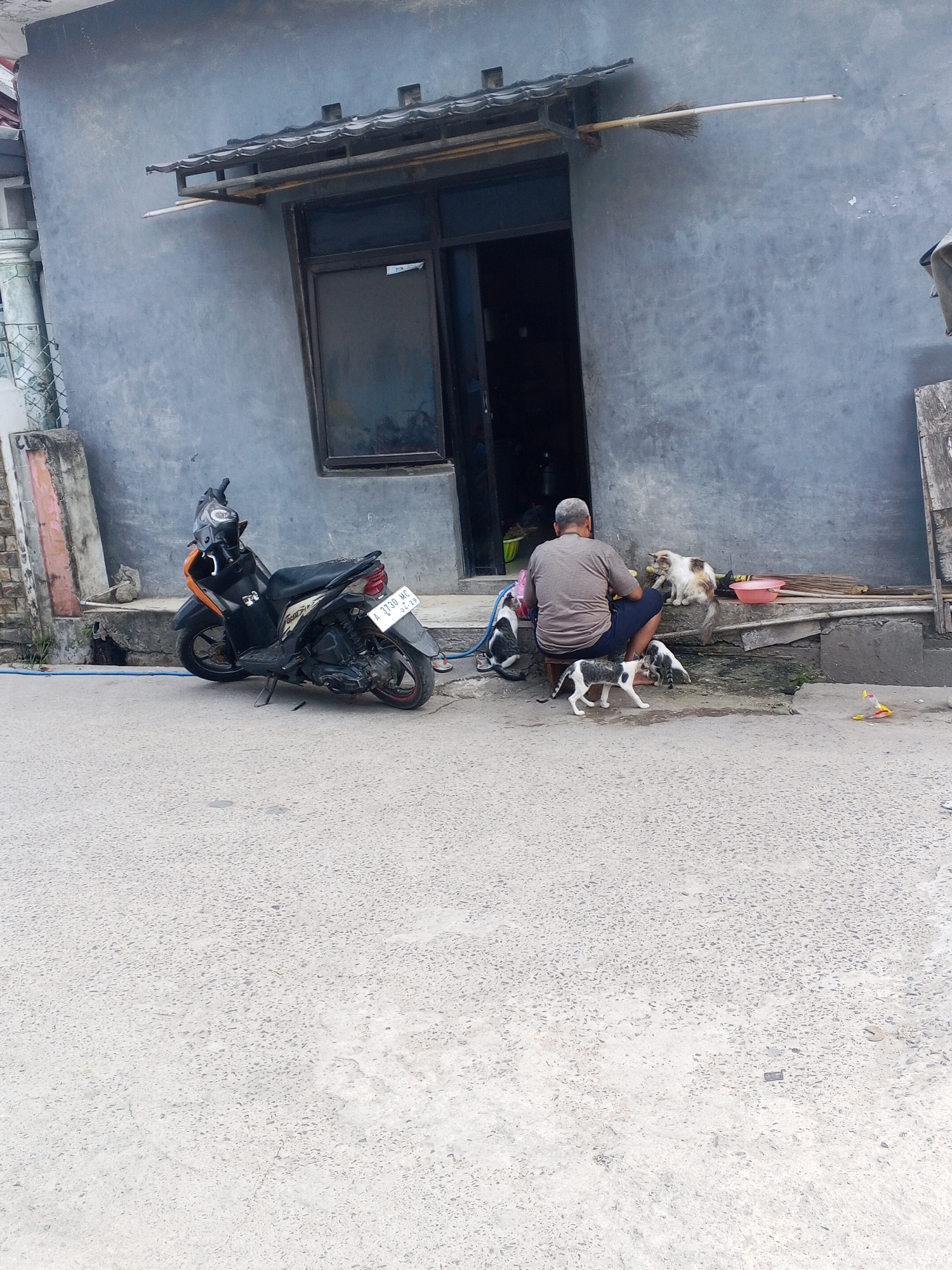 A man with gray hair is sitting on a stool outside a blue-gray building in Ciruas, Indonesia, interacting with several cats. The man is wearing a striped t-shirt and dark shorts and is holding a piece of food, possibly a banana, which one of the cats, a white and brown tabby, is reaching for. Another black and white cat is sitting near him, and a third cat, also black and white, is standing and looking towards the man. Two more cats, one black and white and another predominantly white with some brown markings, are near a pink bowl and a broom behind the man. A black scooter with orange accents and a license plate that reads "A 3730 MC" is parked to the left of the building's entrance. The ground is paved with concrete, and there is a drainpipe running along the side of the building. A broom leans against the wall behind the cats and the man.