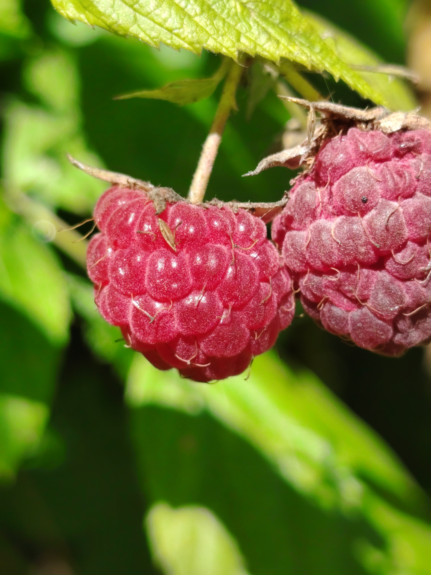 Two ripe raspberries hang from a plant stem against a background of green leaves. One raspberry is in sharp focus on the left, showing its individual drupelets. The other raspberry is slightly out of focus to the right. Small, light-colored hairs are visible on the surface of the berries, and a tiny insect is perched on the left raspberry. The image captures a close-up view of the fruit outdoors, likely in a garden or natural setting. There is no visible indication of the city of Hostomel, Ukraine.