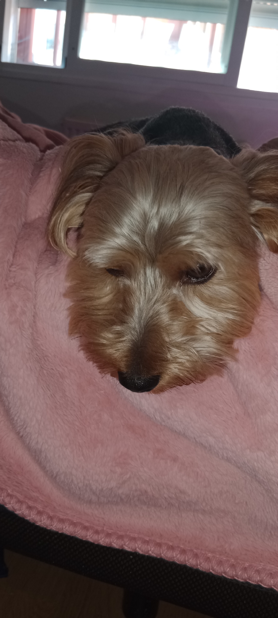 A close-up, vertical, eye-level shot shows a small, tan-colored dog, likely a Yorkshire Terrier, resting on a pink, plush blanket. The dog's head is tilted downwards, with its eyes closed or partially closed, and its nose is prominent. A dark object, possibly a sweater or other garment, is visible behind the dog's head. In the background, out of focus, is a window with light streaming through, suggesting it is daytime. The scene appears to be indoors, likely in a home environment. This image was taken in Galapagar, Spain.
