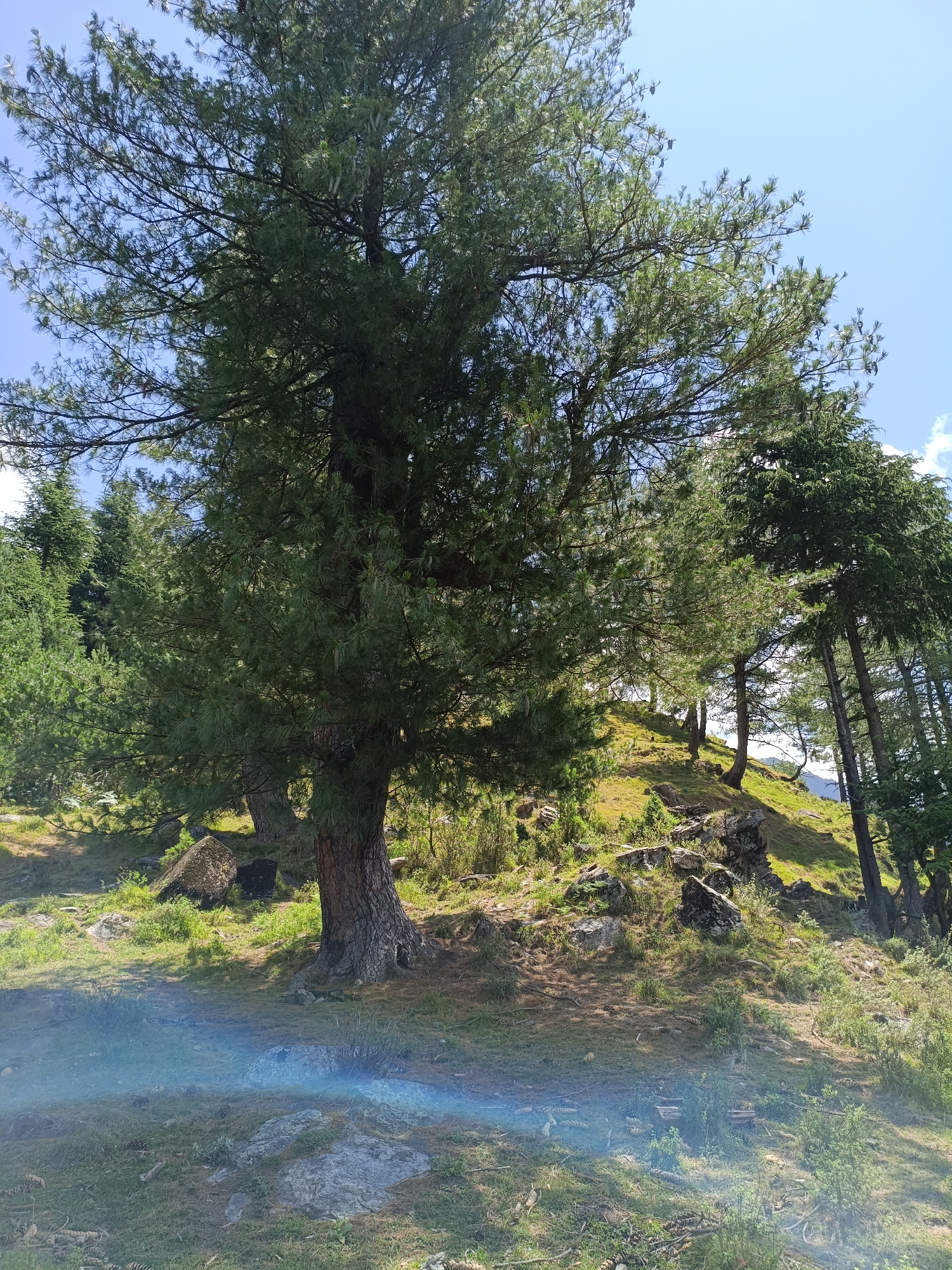 An outdoor, eye-level, medium shot captures a sunlit hillside adorned with mature pine trees and sparse undergrowth. The foreground displays a patch of grass with scattered rocks and pinecones, a light blue and rainbow-colored lens flare across its lower portion. A large pine tree with a thick, textured trunk dominates the left side of the frame, its branches reaching towards the bright blue sky. The hillside rises to the right, showcasing a rocky path winding upwards, bordered by more pine trees and patches of green vegetation. The overall impression is that of a serene, natural landscape bathed in bright daylight. The location is Sharn, India.