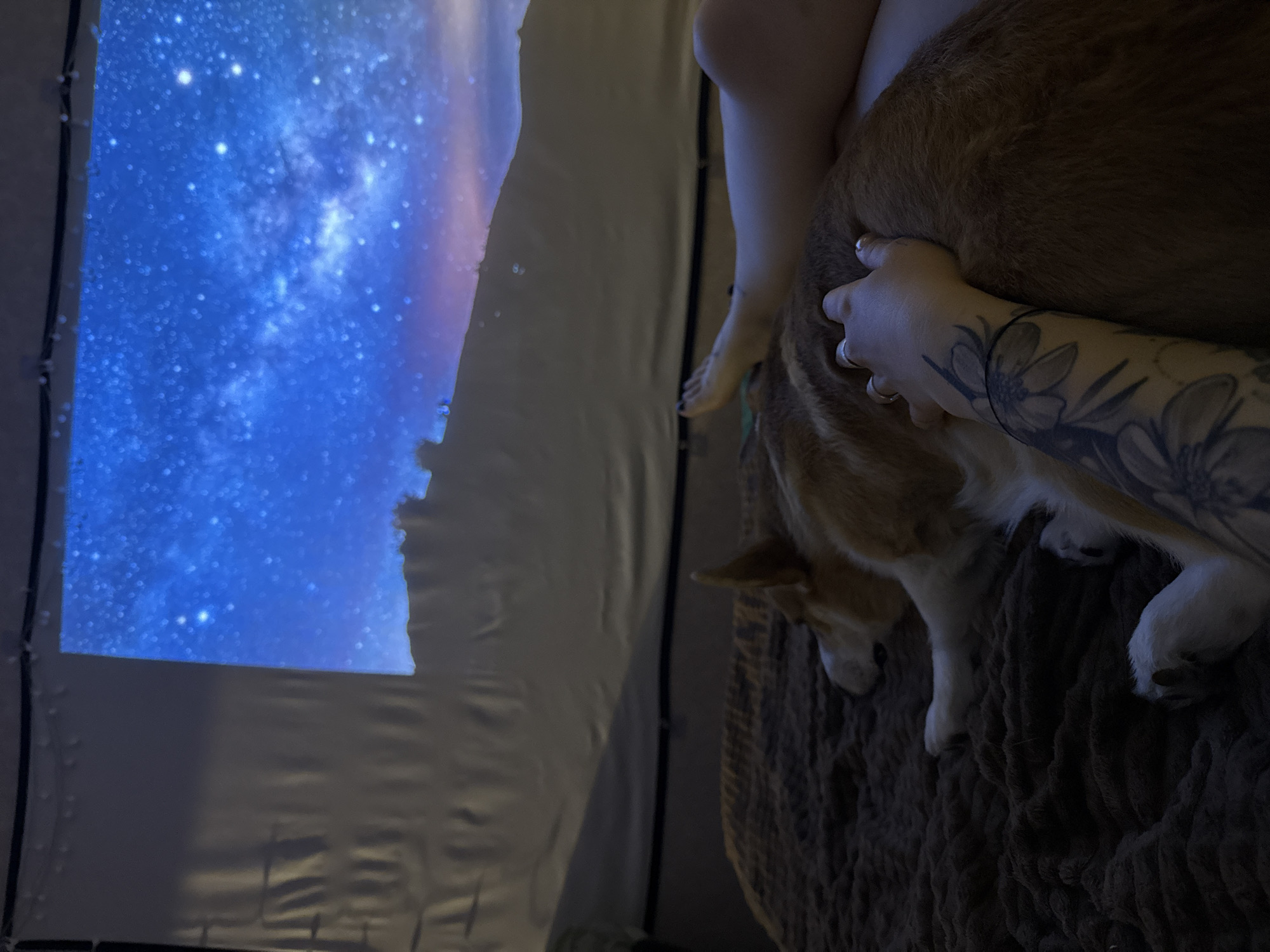 A canine lies on a brown textured surface, its body facing right, its head toward the lower-left corner. An arm with a floral tattoo is draped over the dog's back. The hand rests on the dog, fingers slightly curled. Adjacent to the dog and person is a white, slightly translucent screen showing a blue and purple nebula. The scene appears to be indoors.
There is no evidence the image was taken in the city of Borzya, Russia.