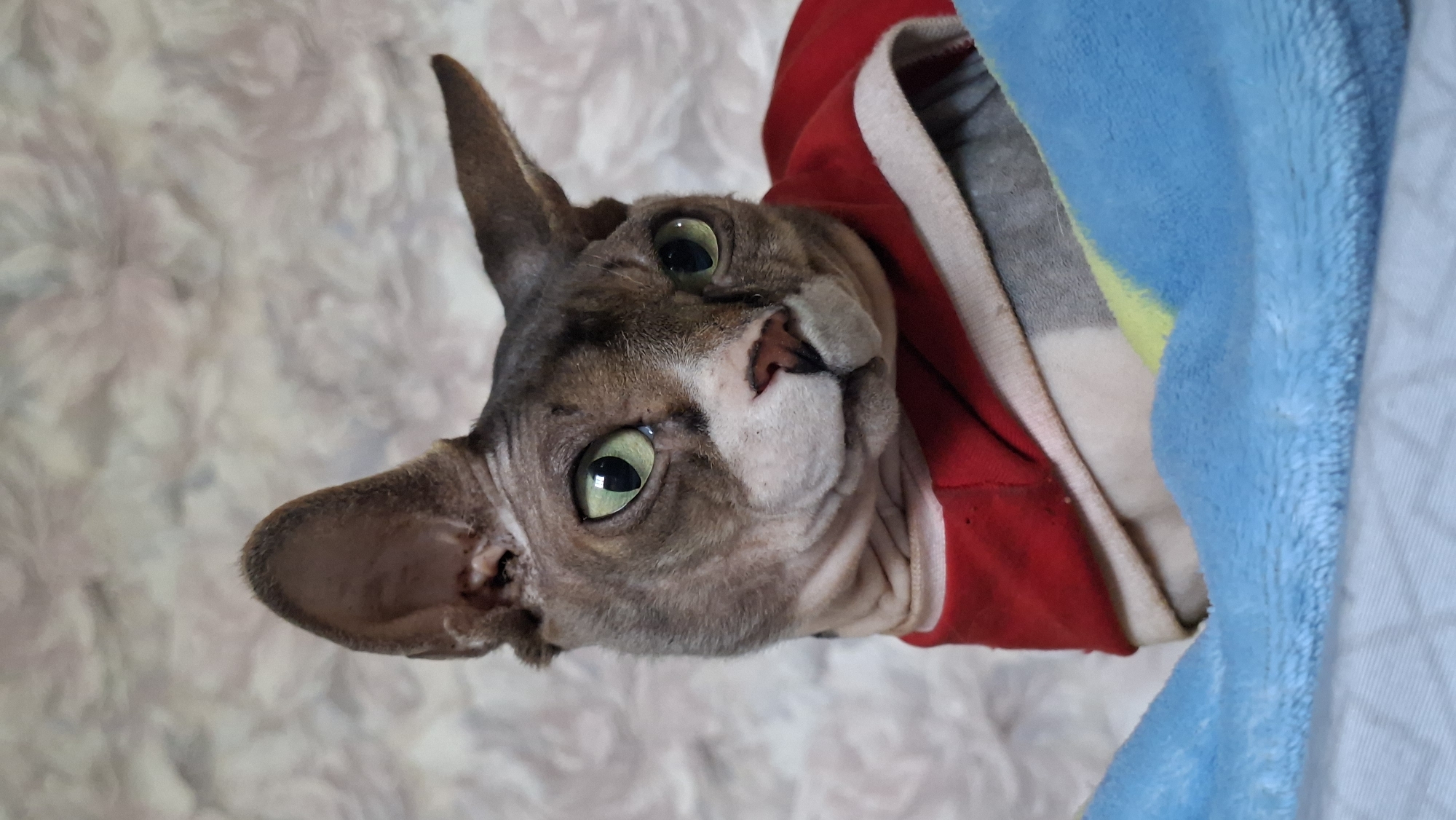 The image shows a close-up of a Sphynx cat wearing a red garment. The cat has large, expressive green eyes and prominent ears. It is positioned on a blue and yellow striped blanket, with a textured, light-colored background behind it. There are no people or signs of a specific location within Забалоцкі сельскі Савет, Belarus visible in the image. The scene is static and focuses solely on the cat.