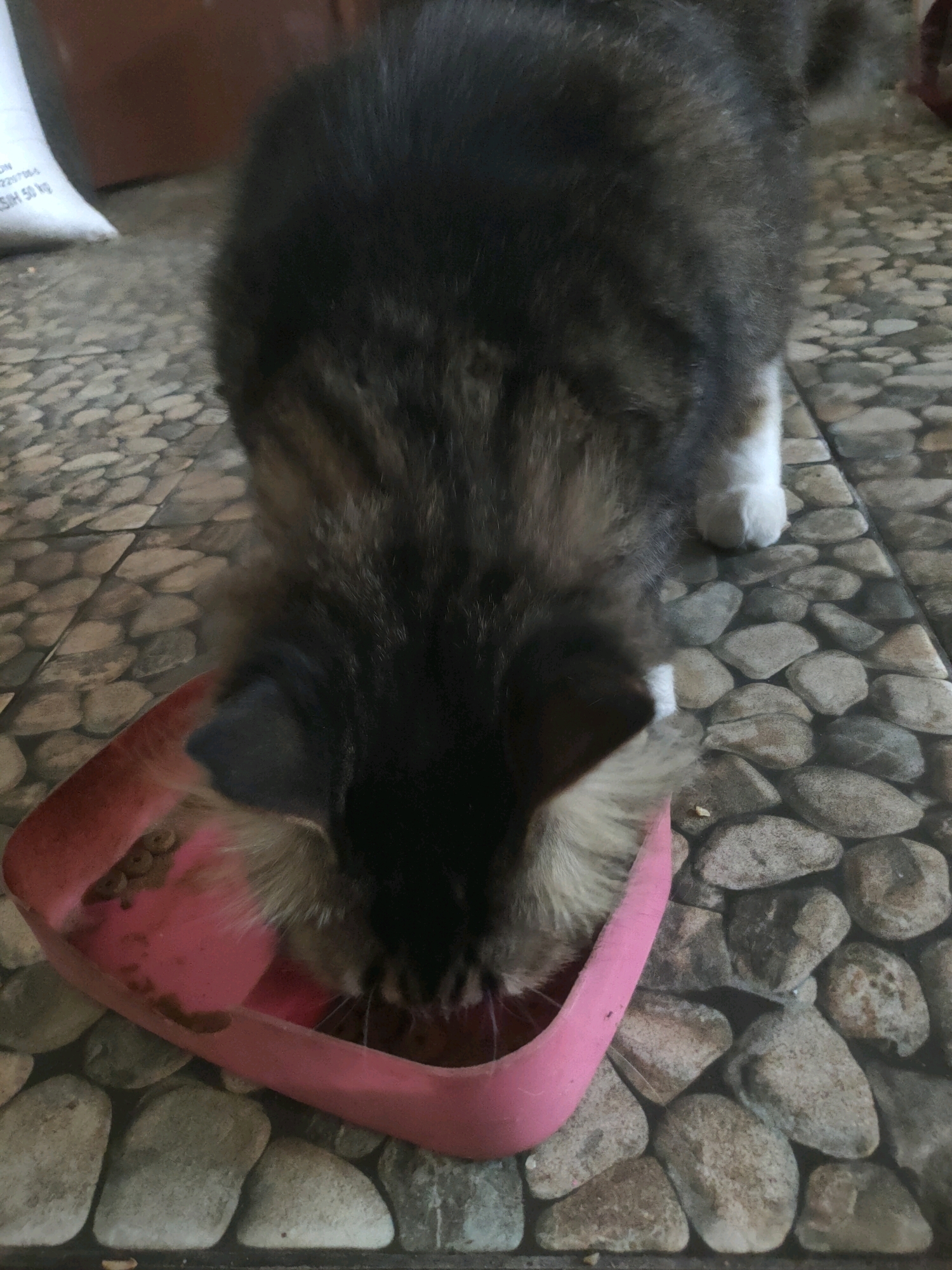 A fluffy, long-haired cat with dark grey and brown tabby markings is eating from a pink food bowl on a stone-tiled floor. The cat's head is down in the bowl, obscuring its face, but its ears and the top of its head are visible. Its fur is thick, and it has white paws and a white patch on its chest. The food bowl contains dry kibble. In the background, to the left, is a white sack with some text on it, and a brown wall. The scene appears to be outdoors or in an open-air shelter, possibly a yard or patio in the city of Plemahan, Indonesia, given the stone tiling and rustic elements.
