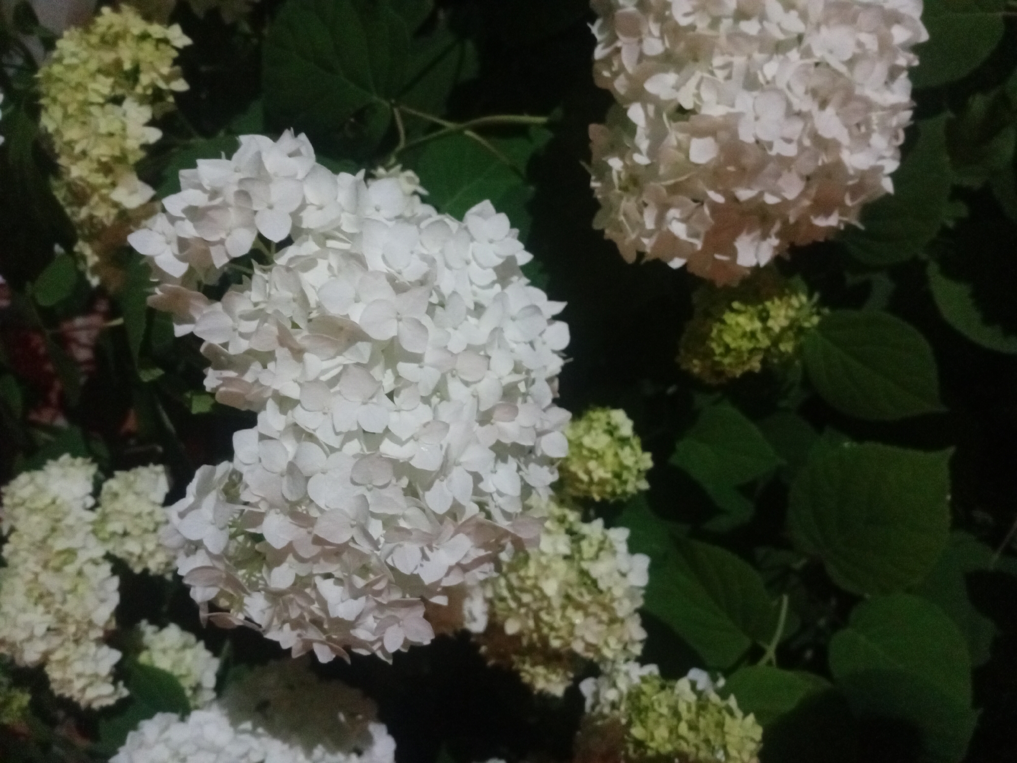 This is a close-up, vertical, nighttime photograph of a cluster of white hydrangeas. The flowers are the primary subject, appearing dense and spherical with numerous small petals. Some of the flowers are a pale green, indicating they are younger or in a different stage of bloom. Large, dark green leaves are visible amongst the flowers. The background is dark, suggesting a low-light environment, likely outdoors in a garden or park. There is no indication of human presence or activity. The image does not contain any identifiable landmarks or contextual information that would specify its location within Bohodukhiv, Ukraine.
