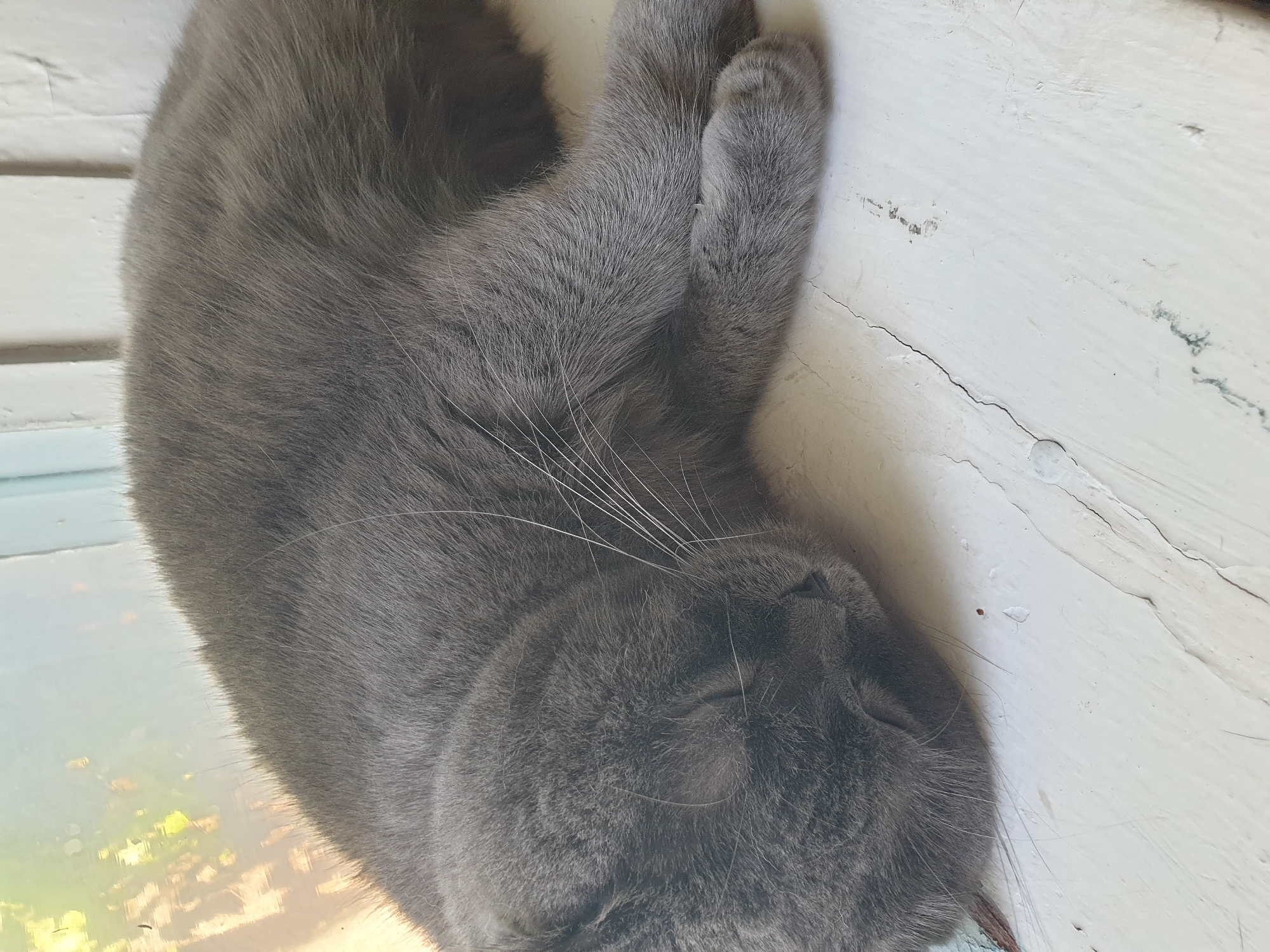 A gray cat sleeps on a white windowsill. The cat is curled up, with its head tucked into its body. The windowsill is made of wood and is painted white, but the paint is chipped and peeling in places. The background is blurry, but it appears to be a window with some greenery visible outside. The image is taken from a high angle, looking down at the cat. The location is in the city of Lozovyi Yar, Ukraine.